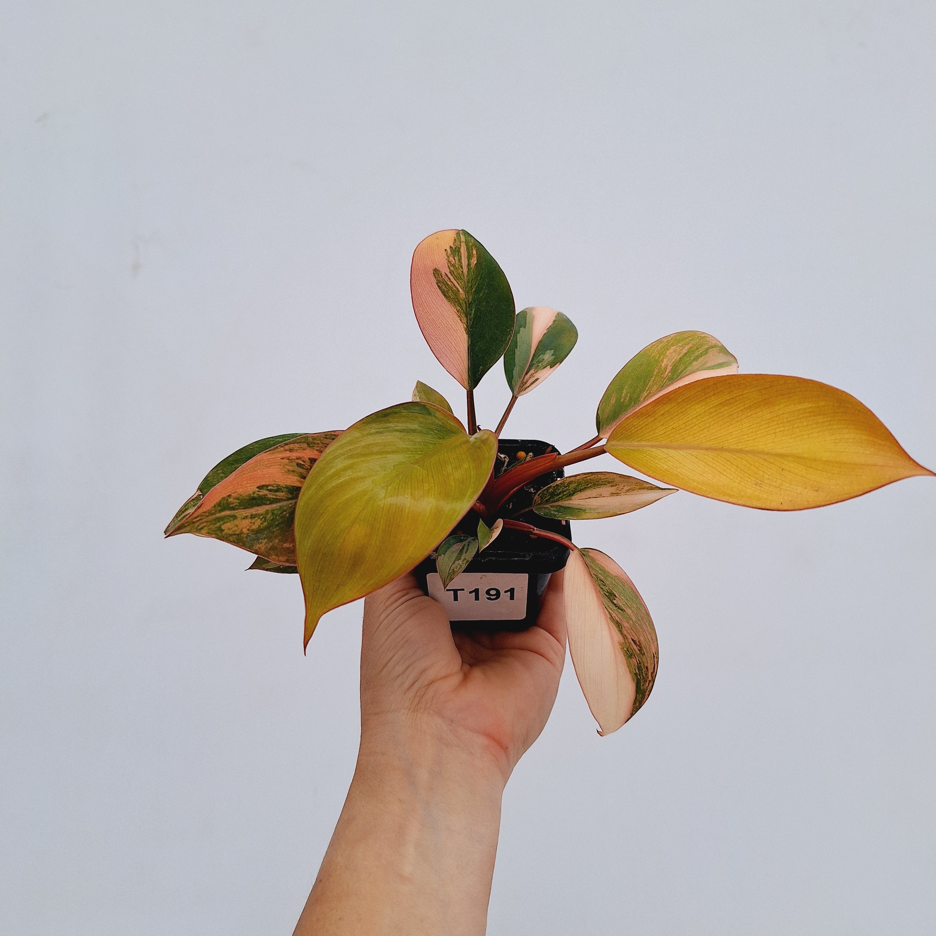 Philodendron &#39;Rojo Congo Variegated&#39;