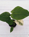 Monstera Deliciosa 'Mint'