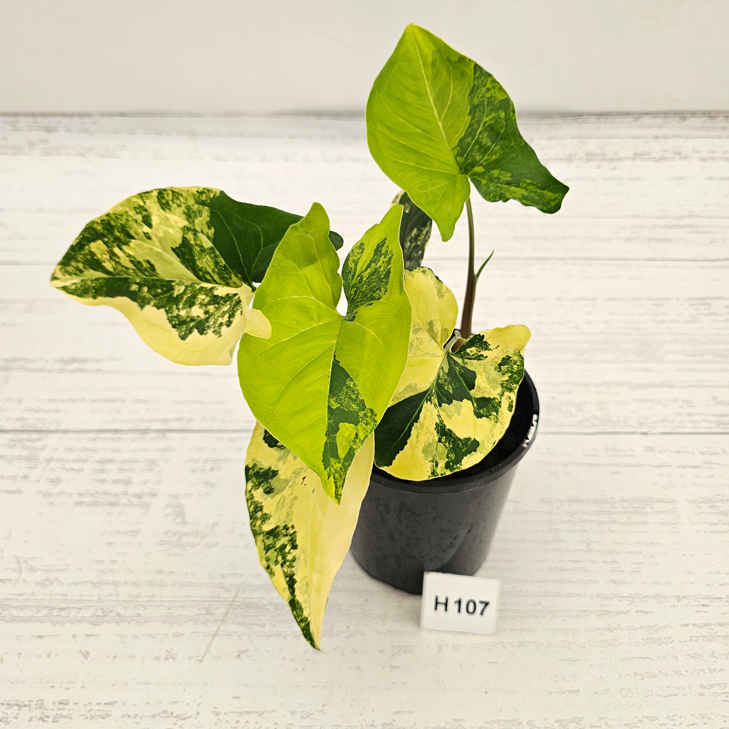 Syngonium podophyllum 'Gold'