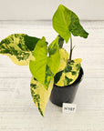 Syngonium podophyllum 'Gold'