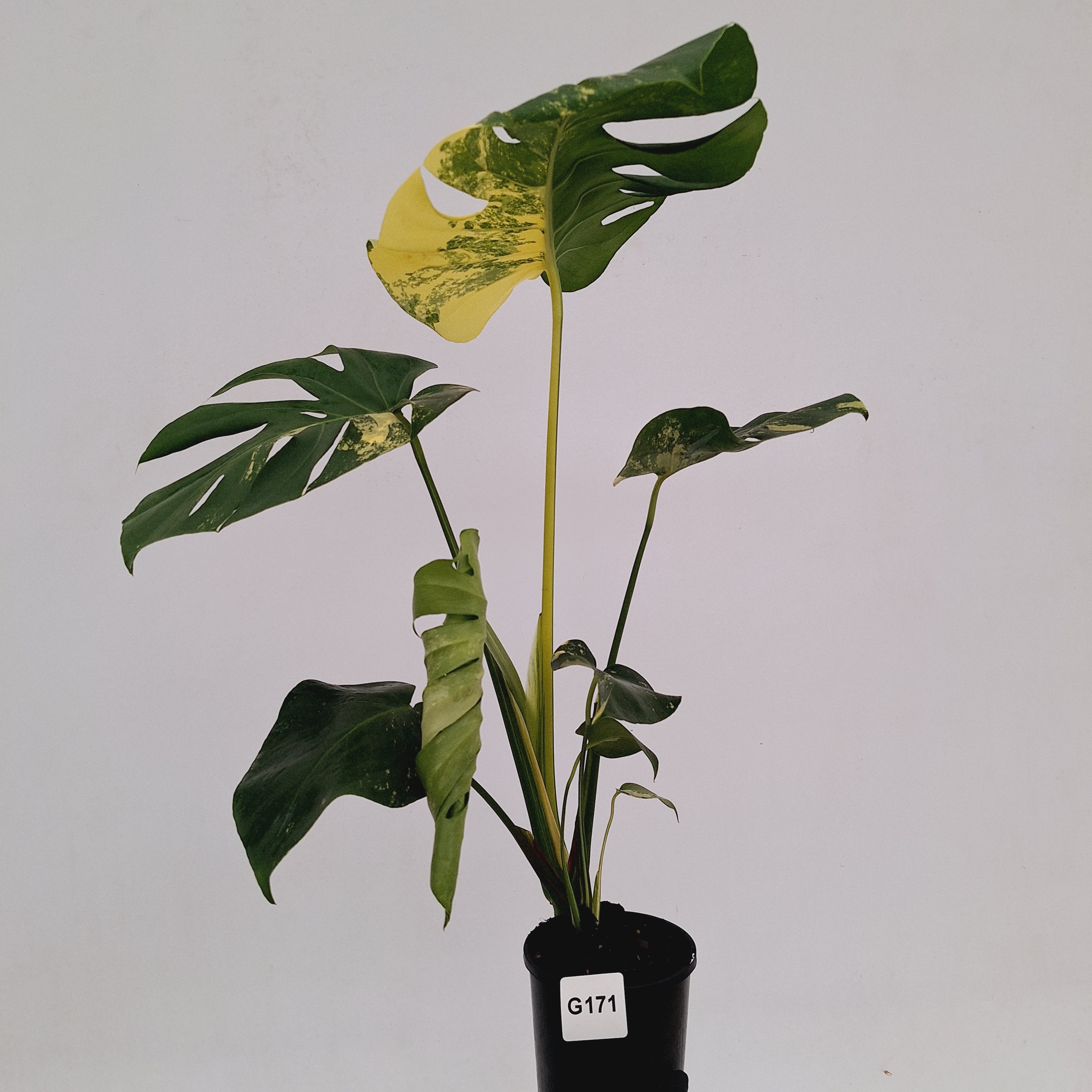 Monstera deliciosa Variegata