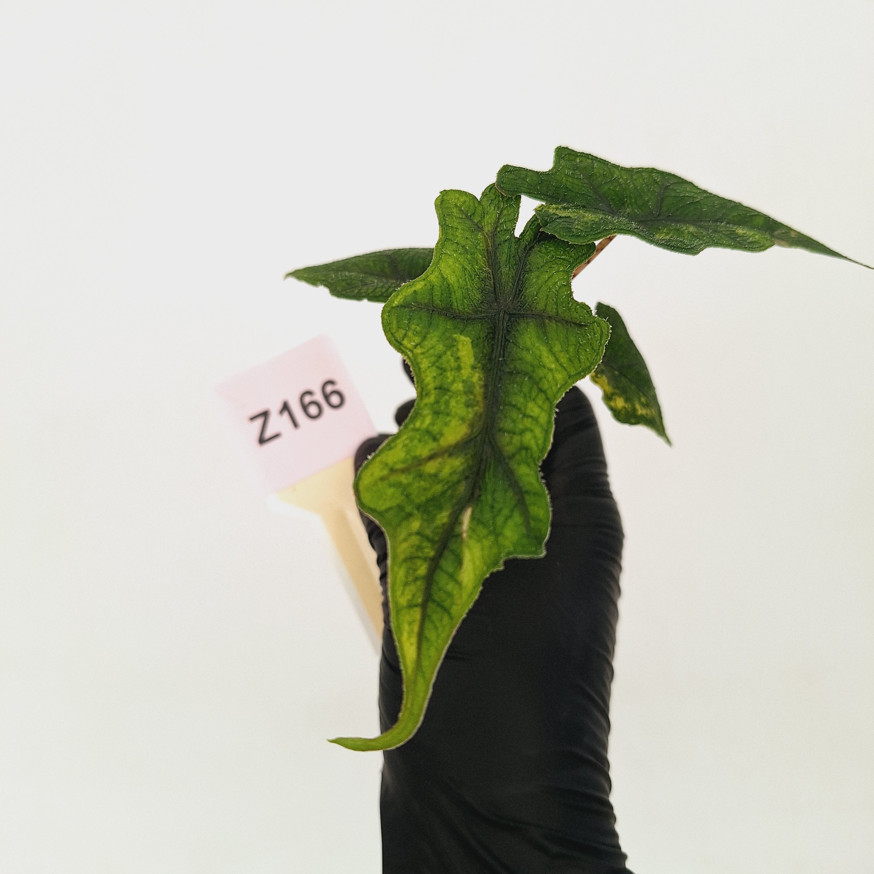 Alocasia tandurusa Jacklyn Variegata - Bare Bottom Baby