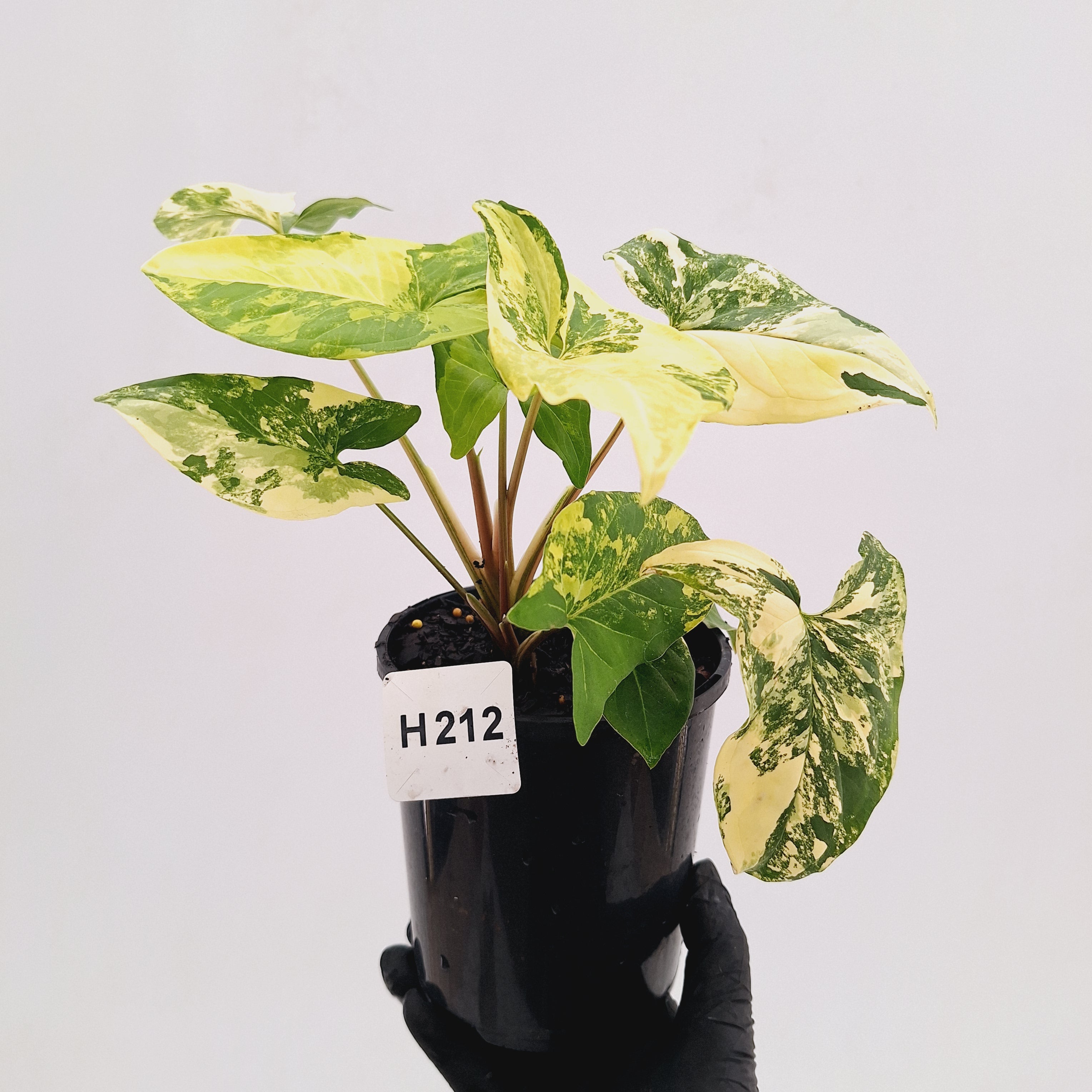 Syngonium podophyllum Gold