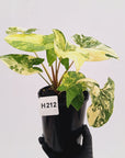Syngonium podophyllum Gold