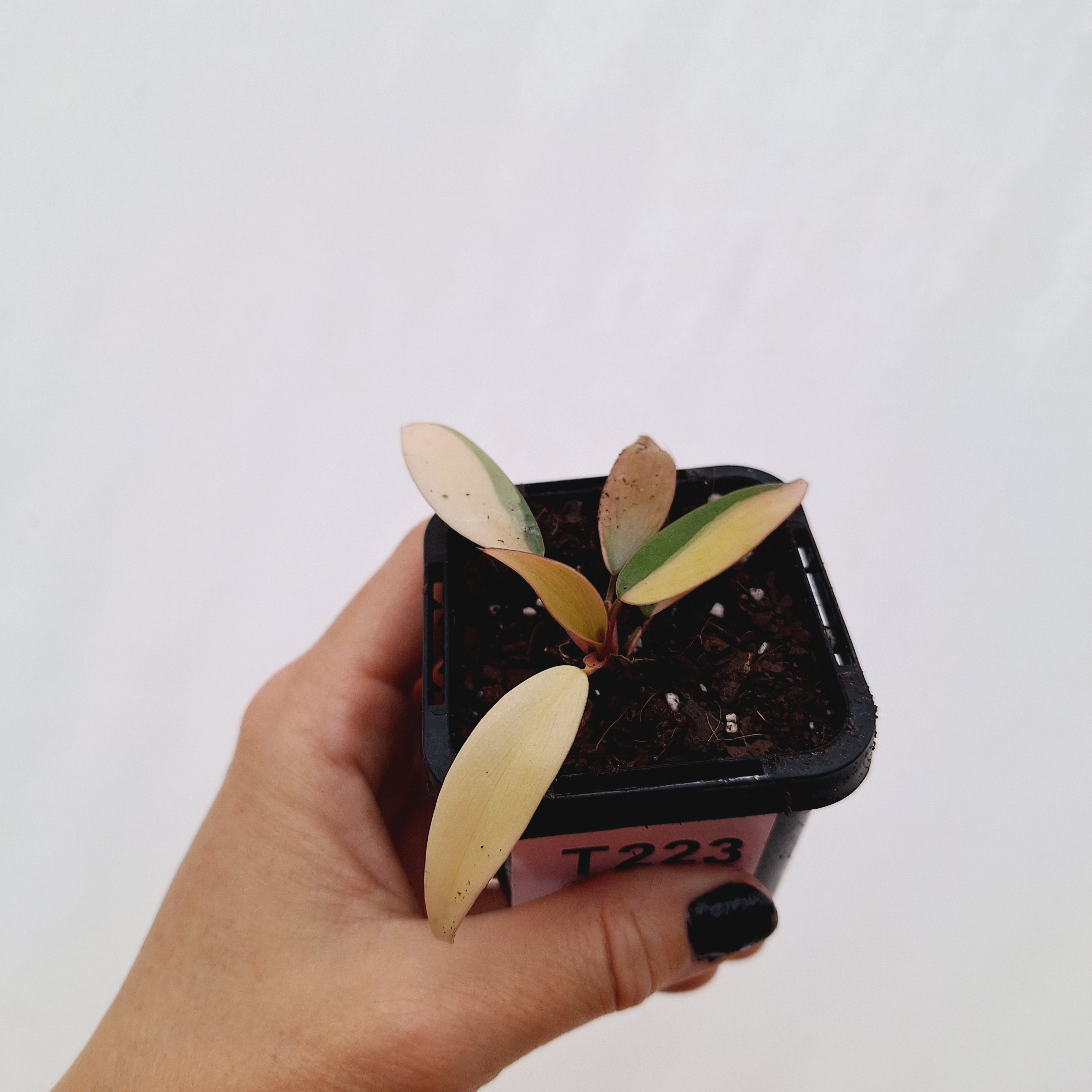 Philodendron erubescens Strawberry Shake