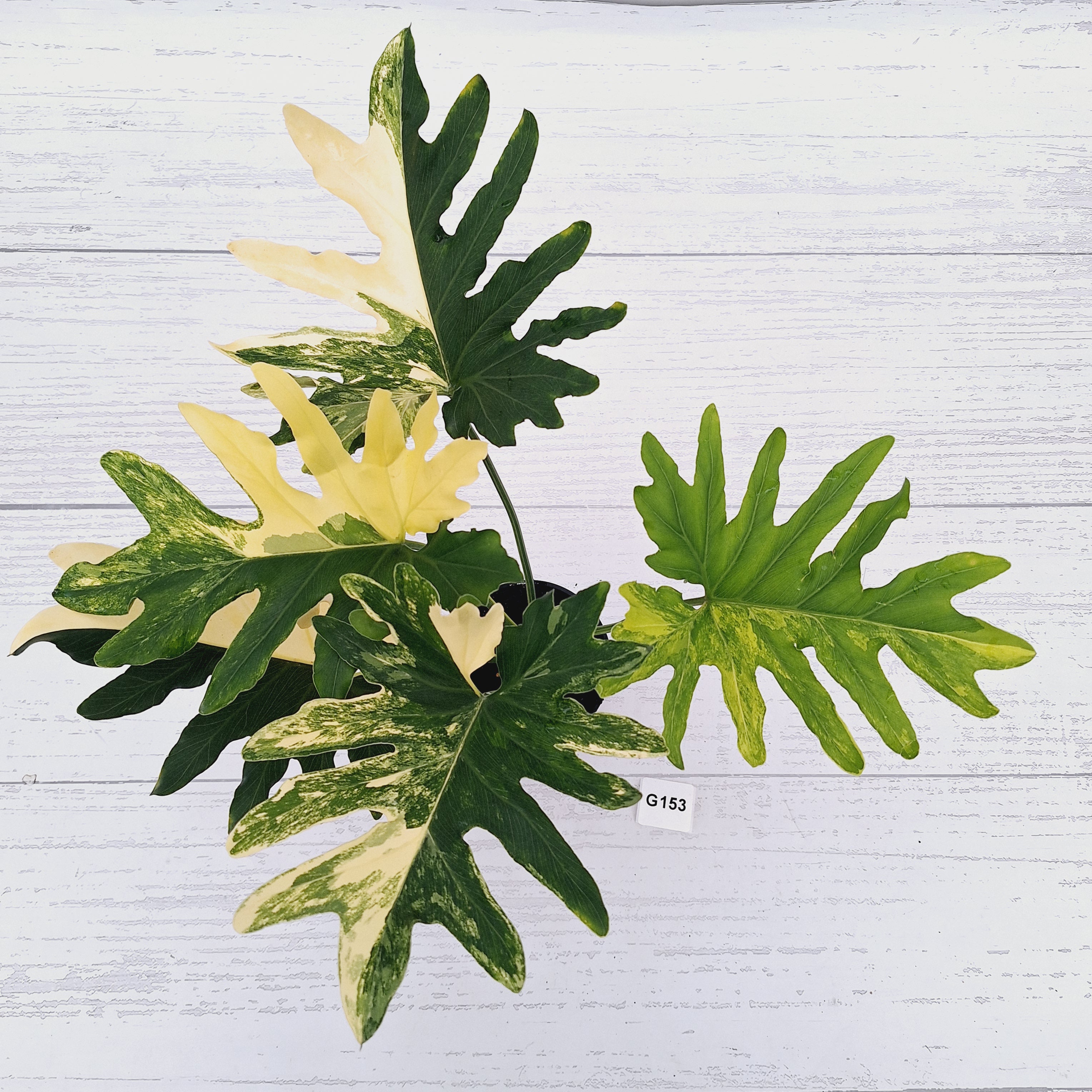 Thaumatophyllum bipinnatifidum variegata