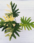 Thaumatophyllum bipinnatifidum variegata