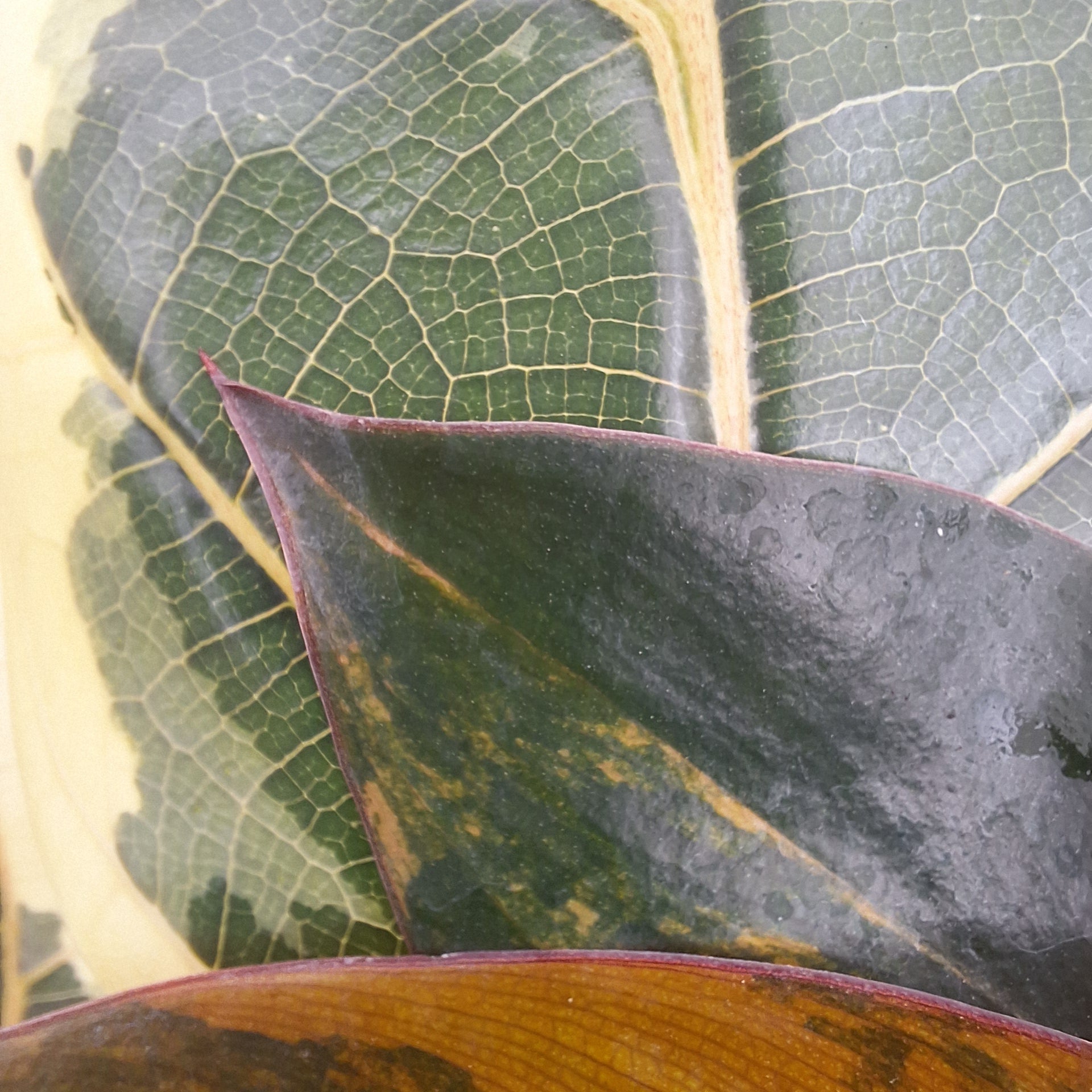 Variegated 125mm -Surprise box