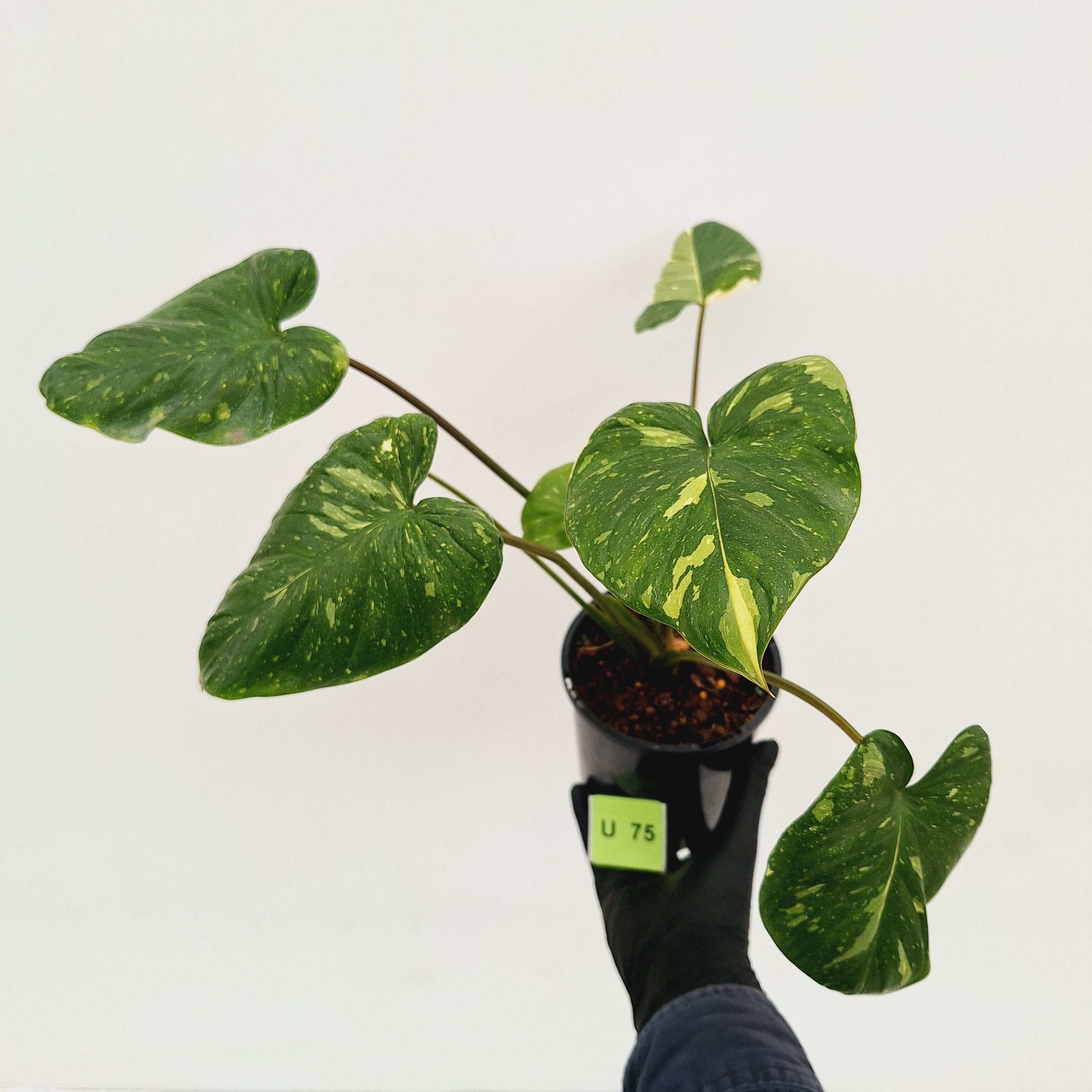 Homalomena rubescens Variegata