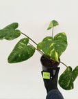 Homalomena rubescens Variegata