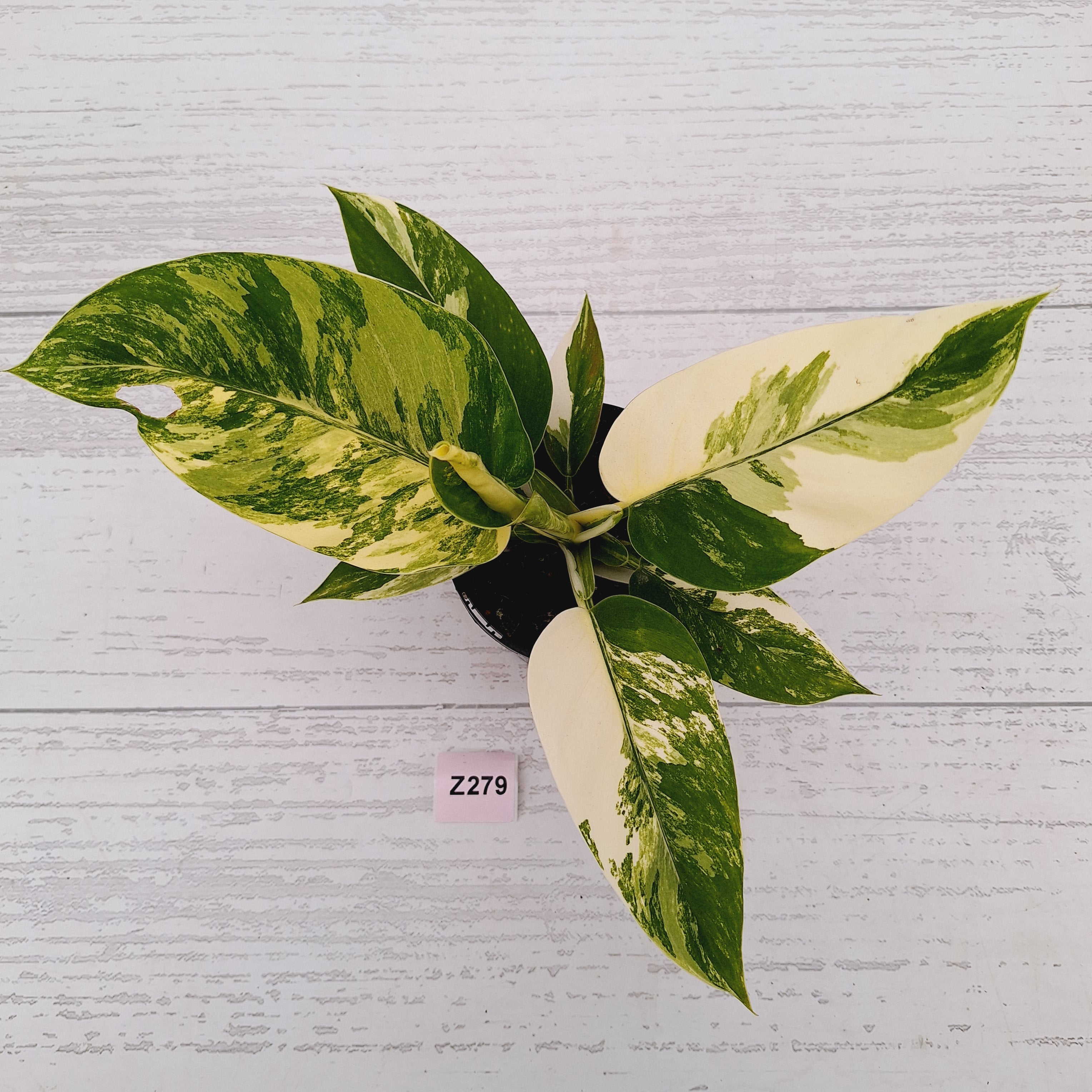 Philodendron imperial green variegata