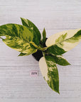 Philodendron imperial green variegata