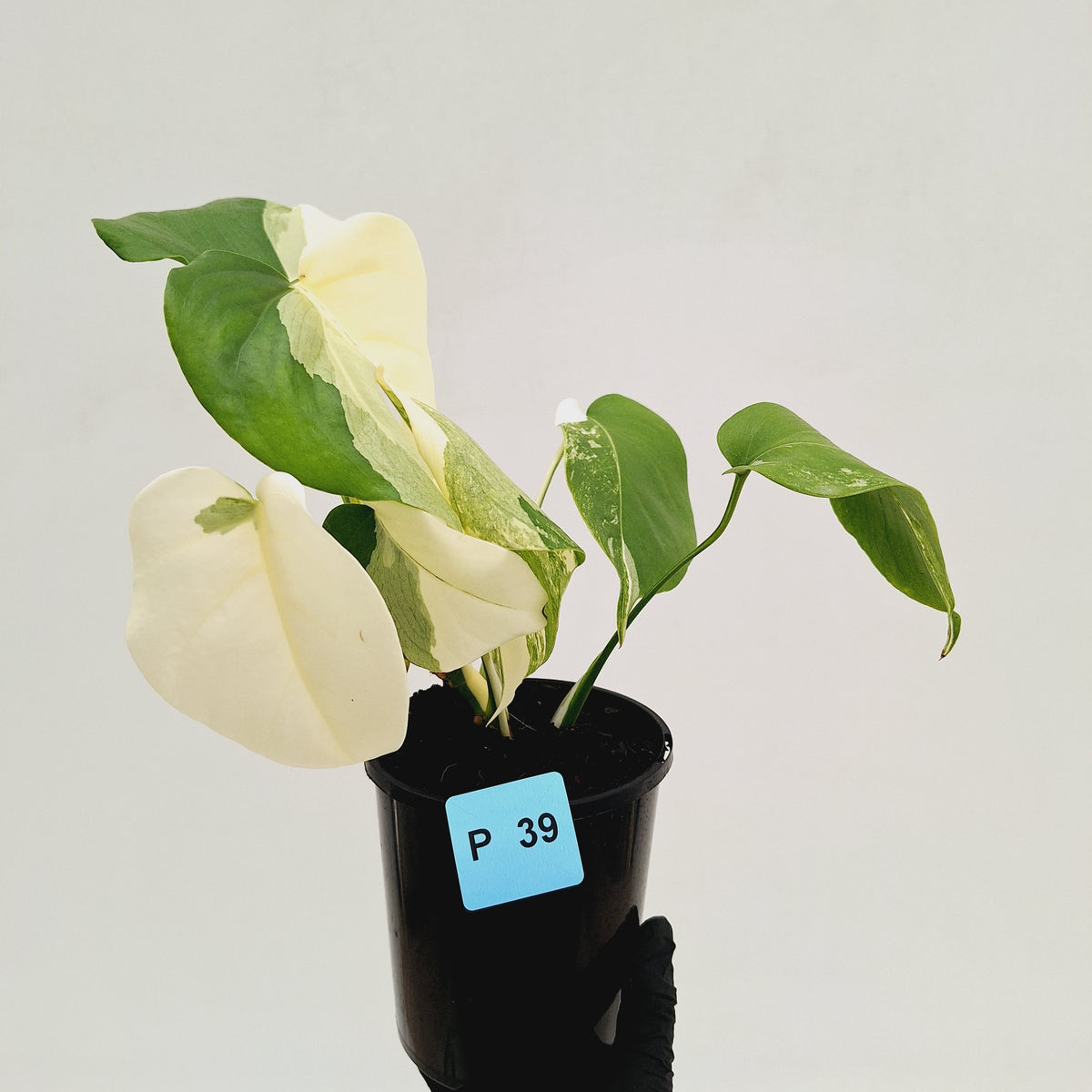 Monstera borsigiana 'Albo' - SALE
