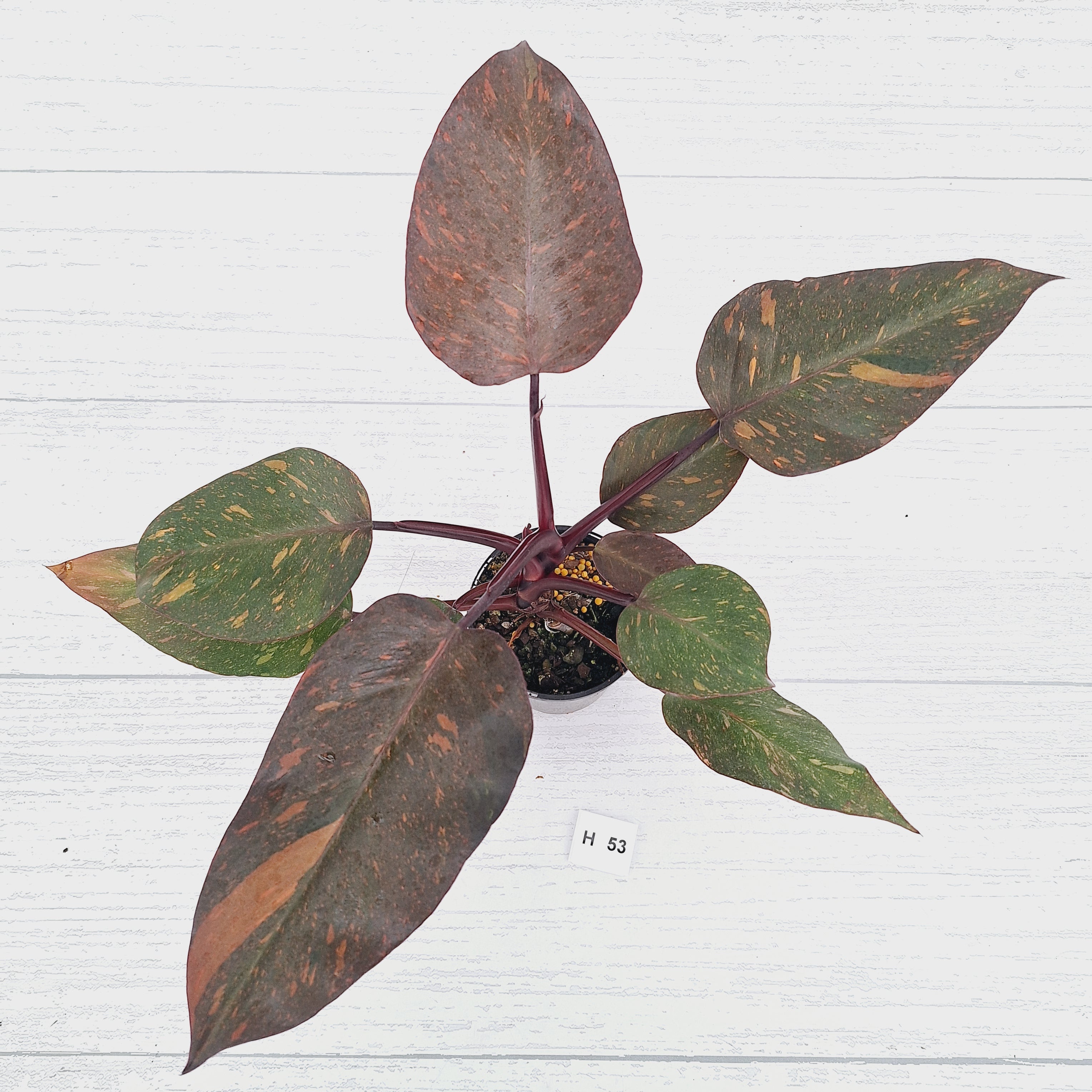 Philodendron 'Orange Princess' - FLASH SALE