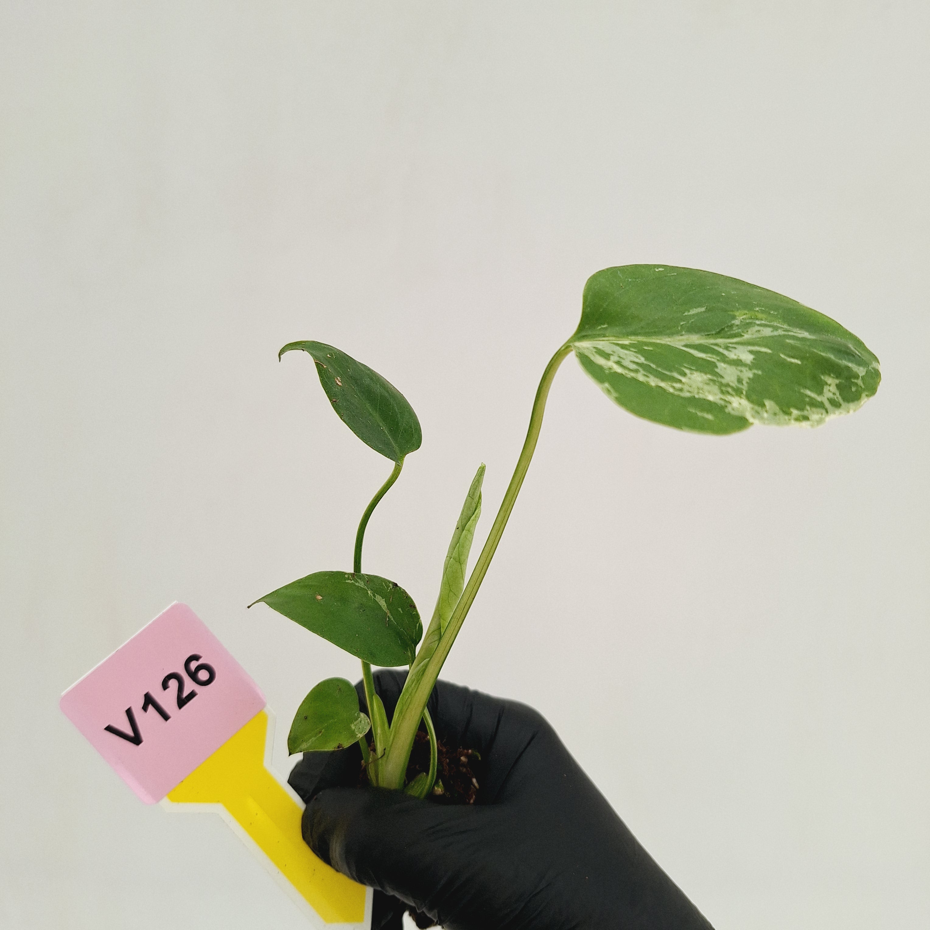 Monstera Deliciosa 'Bulbasaur - Bare Bottom Baby