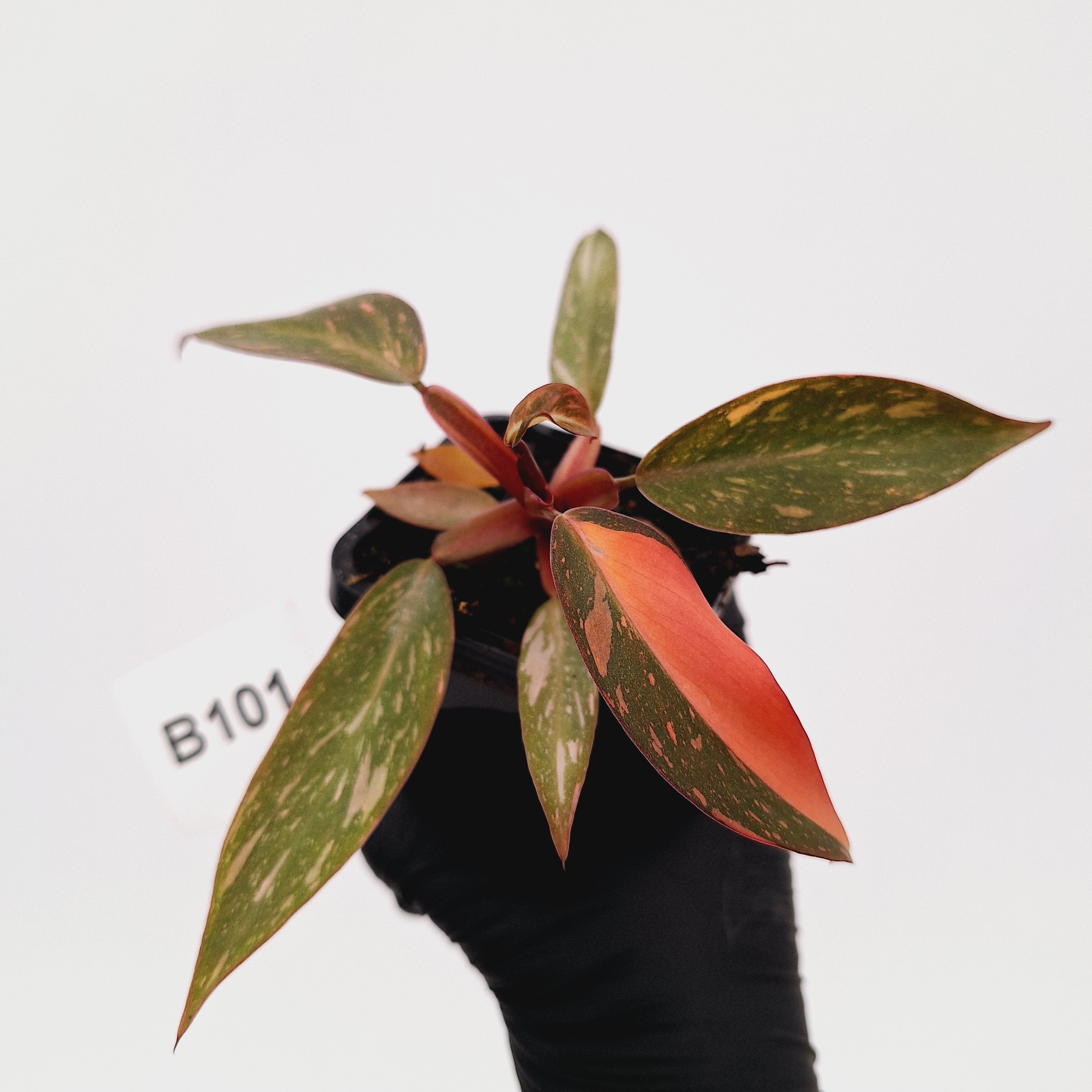 Philodendron 'Orange Princess'