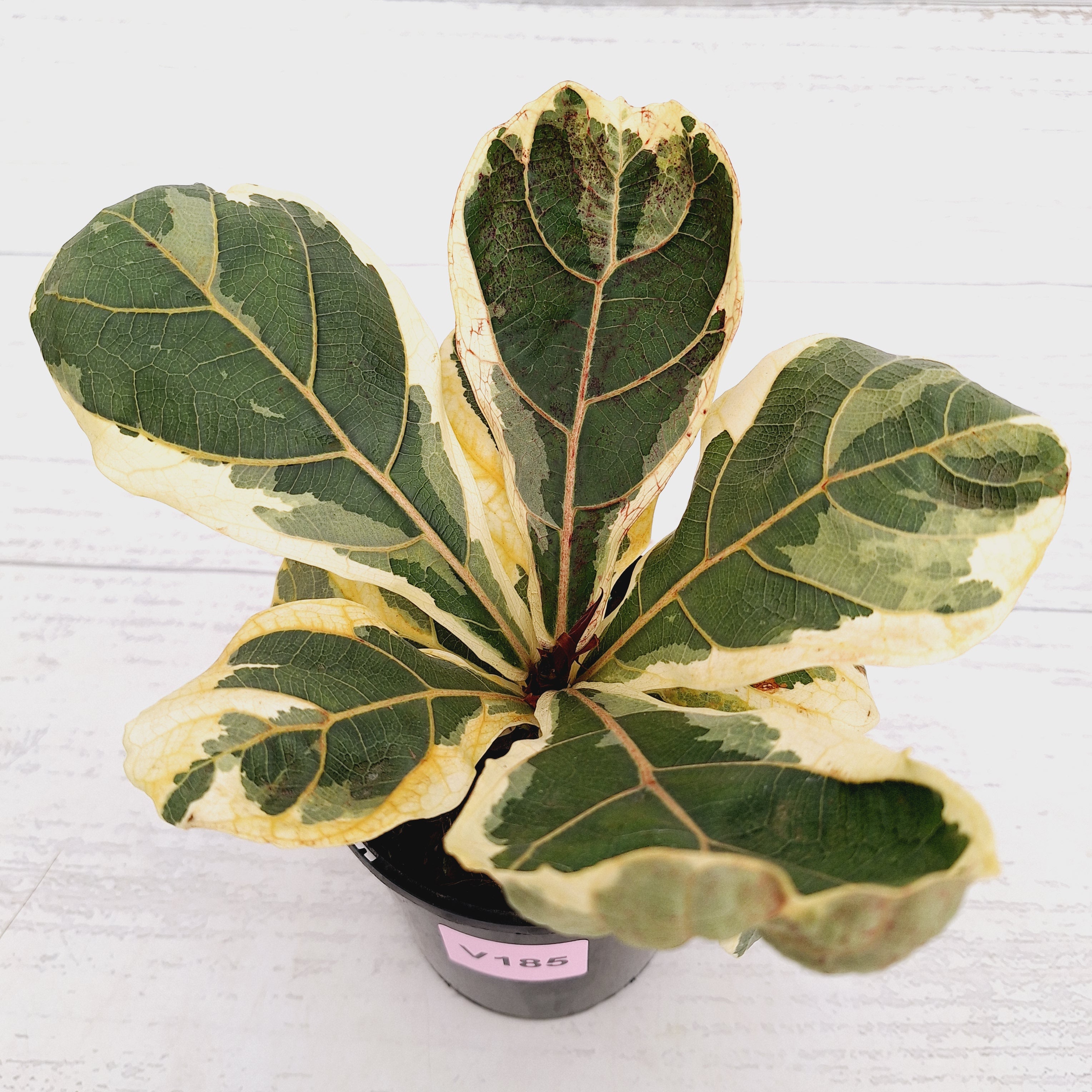 Ficus lyrata Variegata
