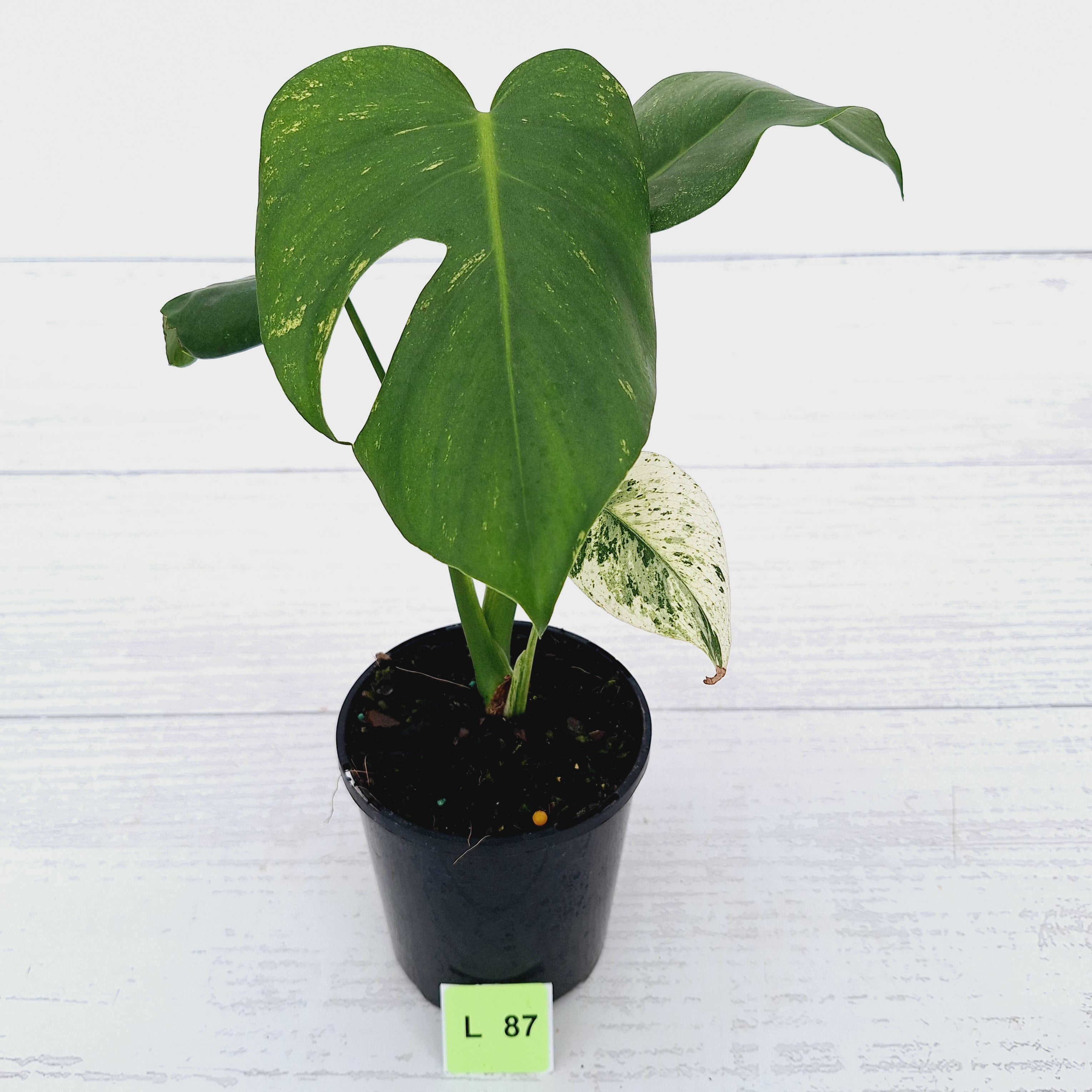 Monstera Deliciosa &#39;Mint&#39;