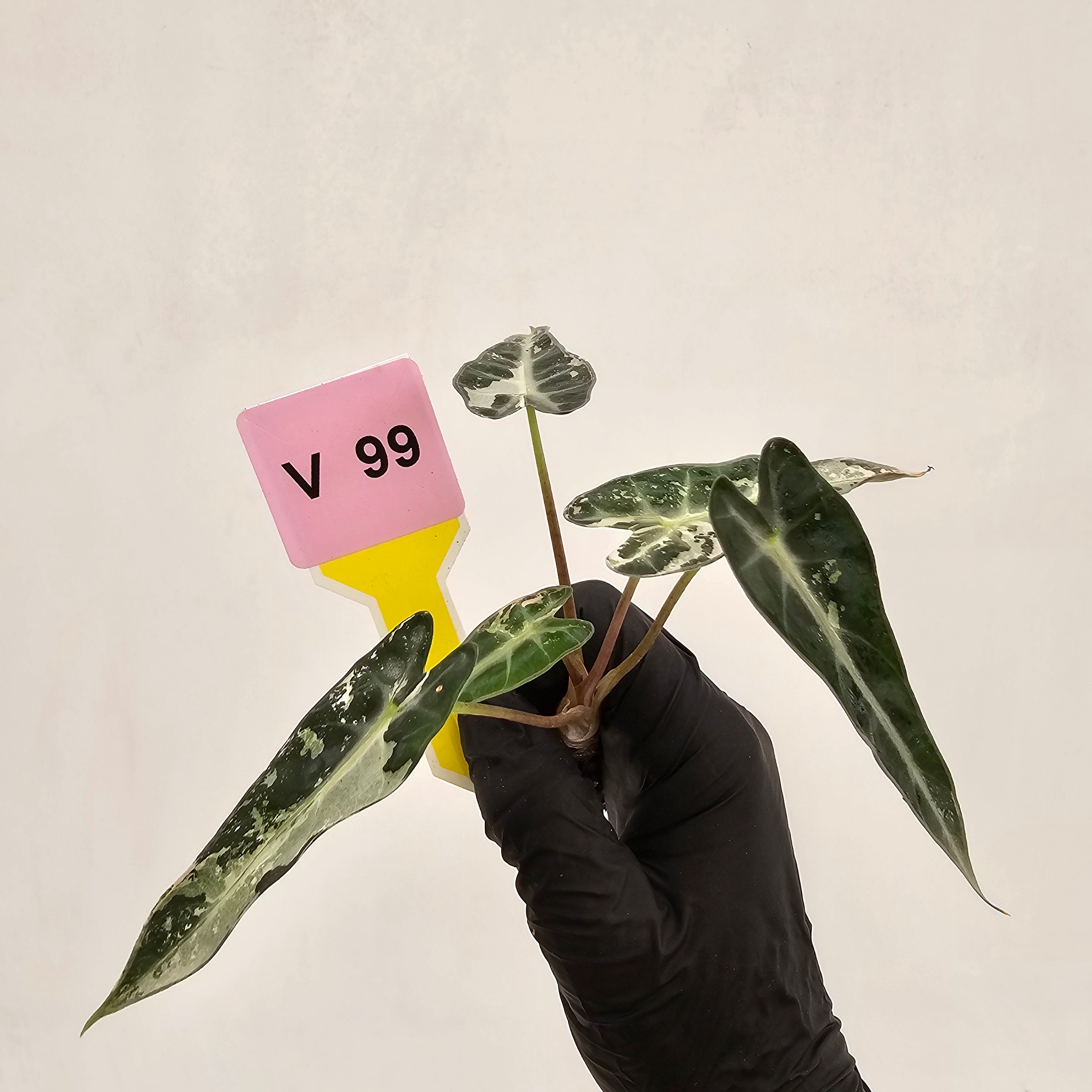 Alocasia Amazonica bambino Variegata - Bare Bottom Baby