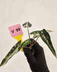 Alocasia Amazonica bambino Variegata - Bare Bottom Baby