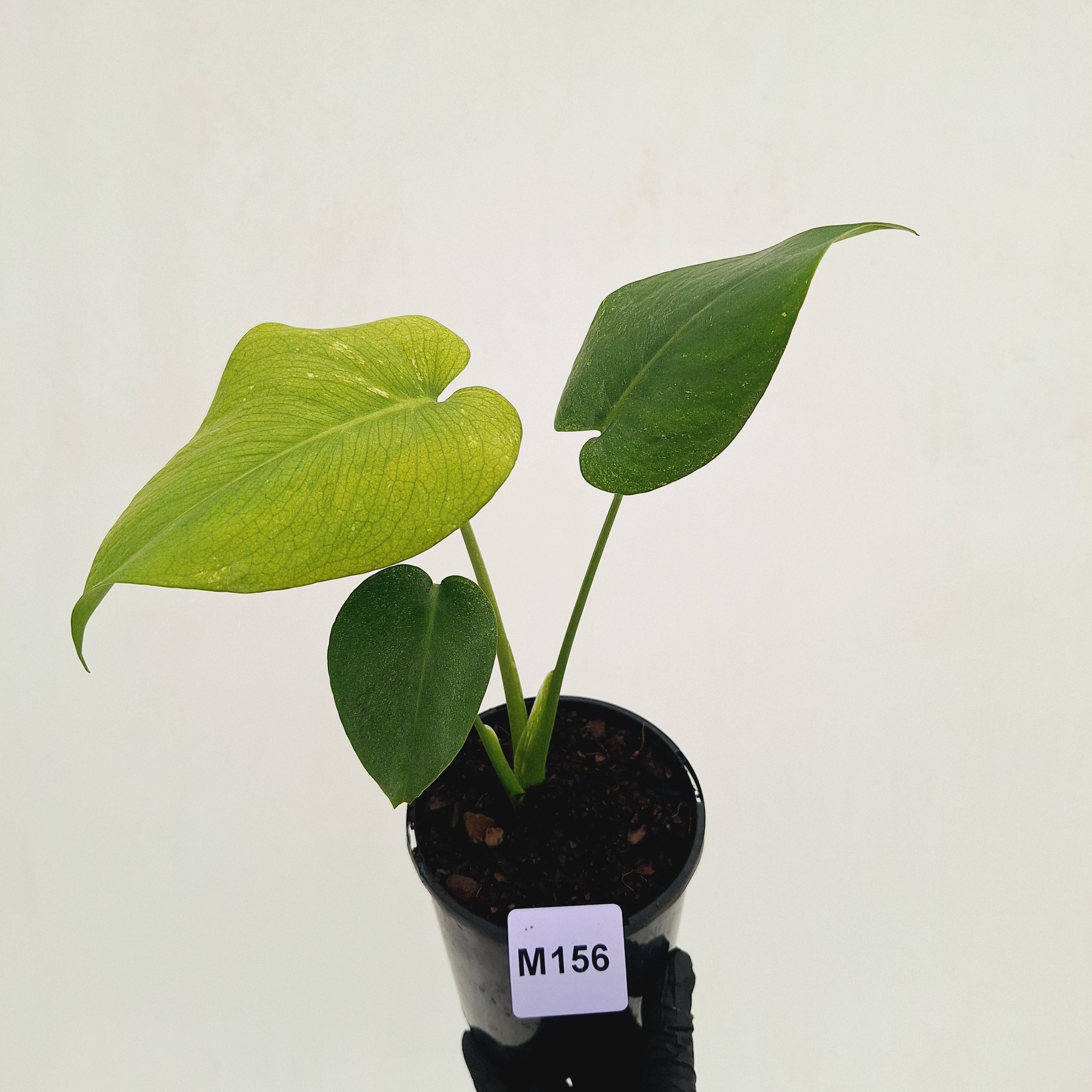 Monstera Deliciosa 'Mint' - SALE