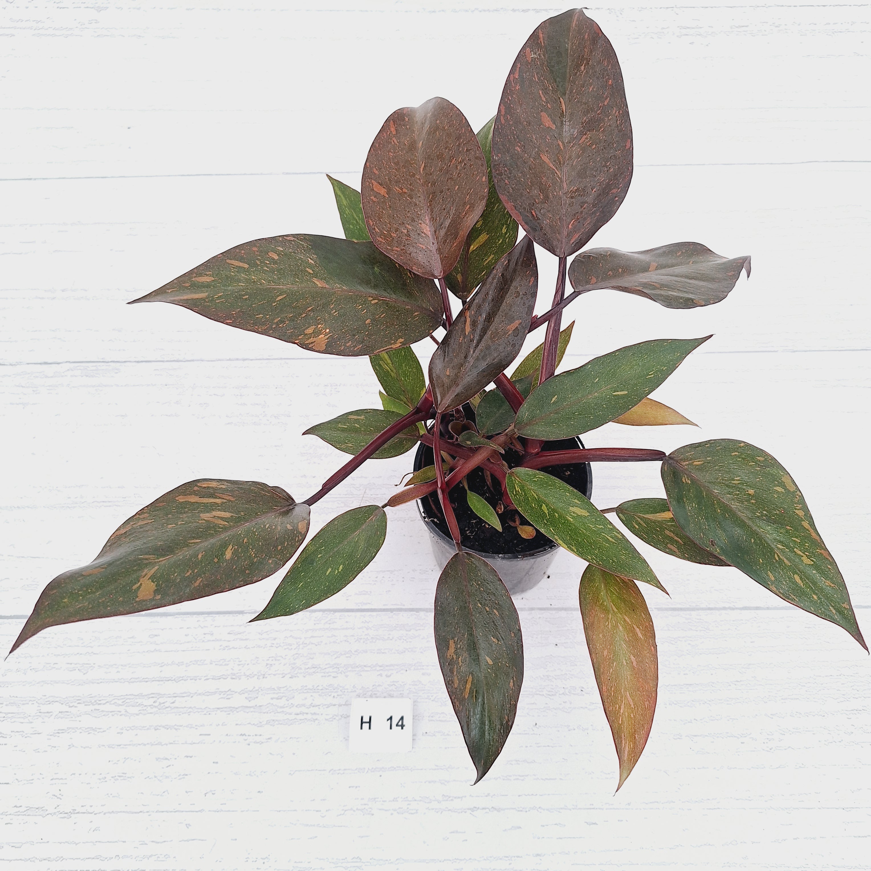Philodendron 'Orange Princess' - FLASH SALE