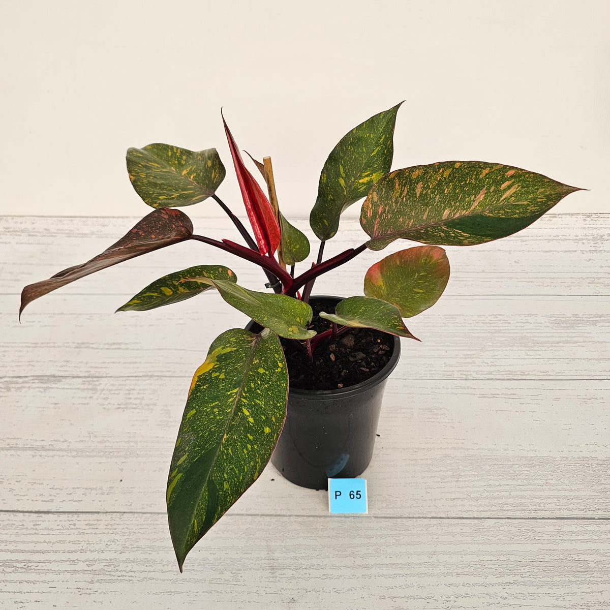 Philodendron 'Orange Princess'
