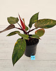 Philodendron 'Orange Princess'