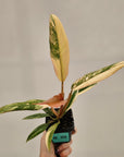 Philodendron serratum 'Caramel Marble' -flash sale