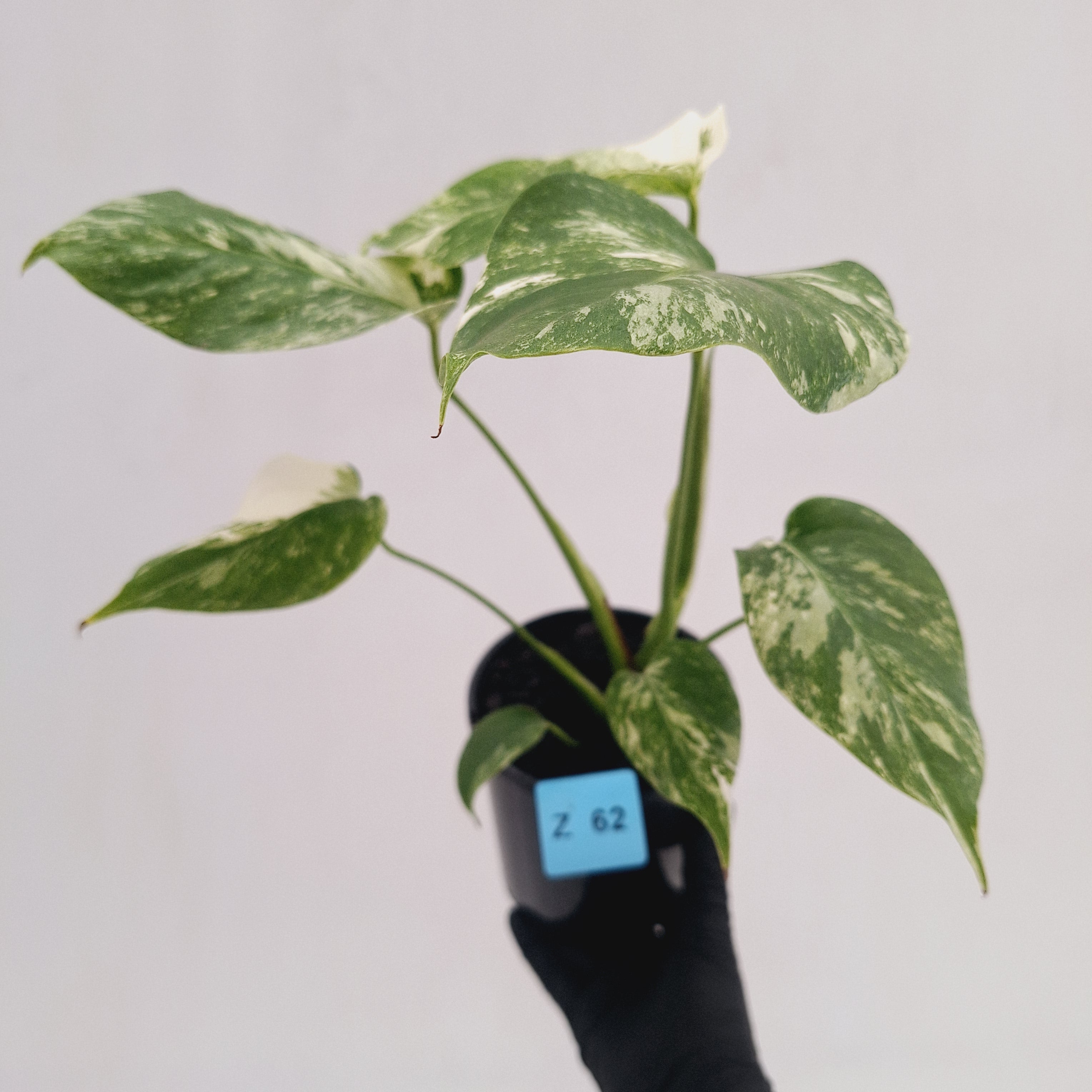 Monstera borsigiana 'Albo'