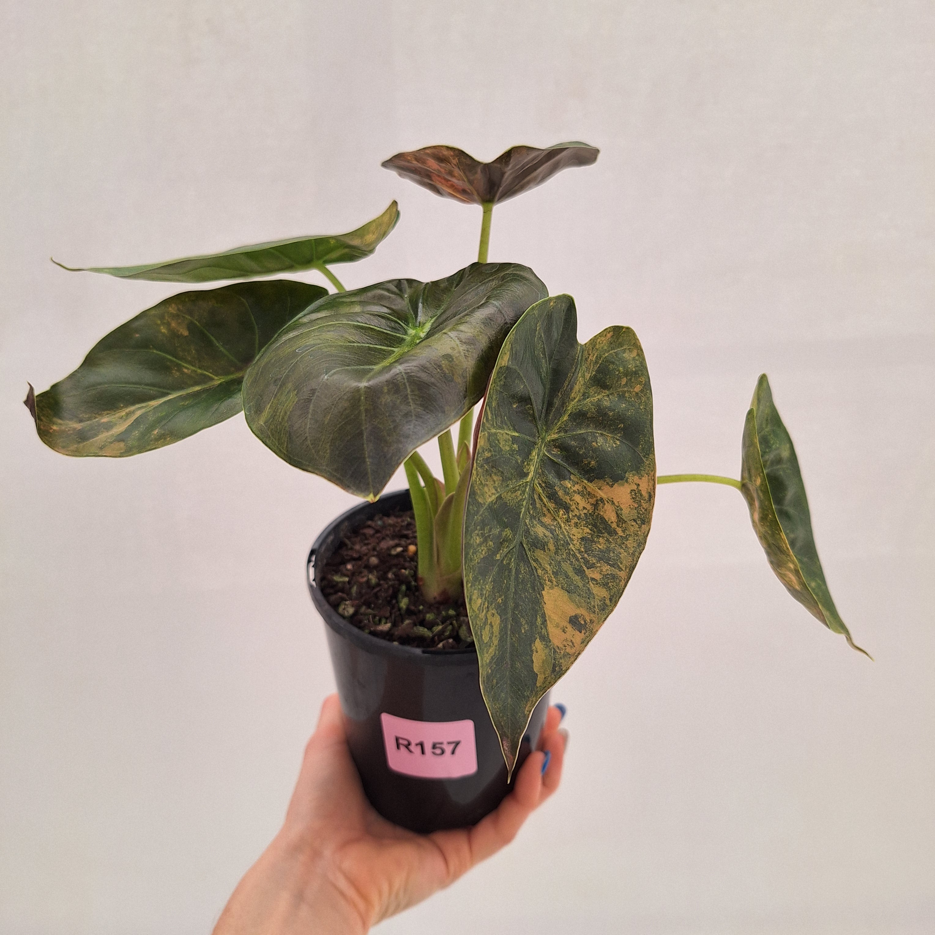 Alocasia ‘wentii’ Variegated - Sale