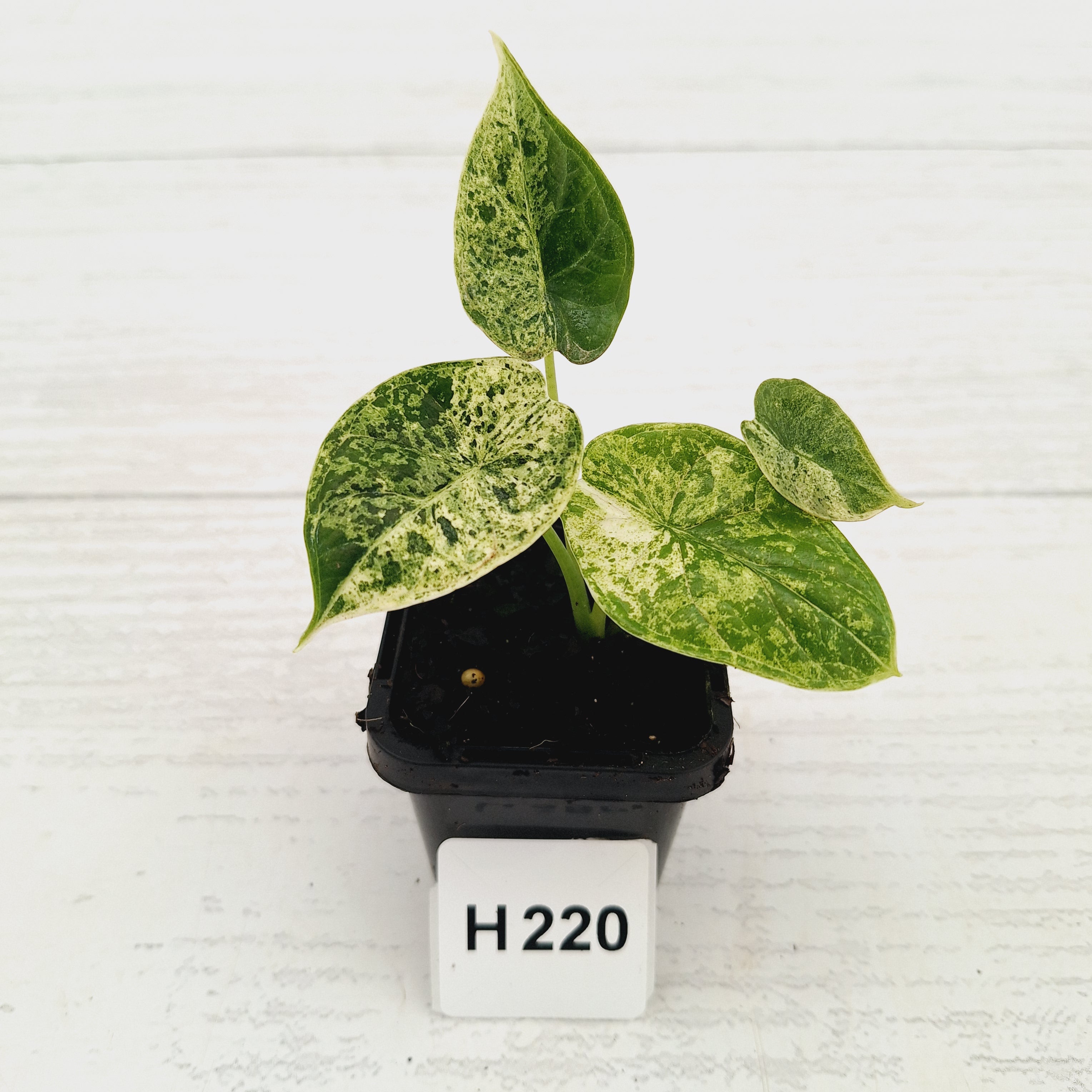 Alocasia baginda ‘Dragon Scale Mint'