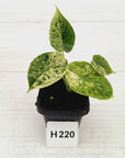 Alocasia baginda ‘Dragon Scale Mint'