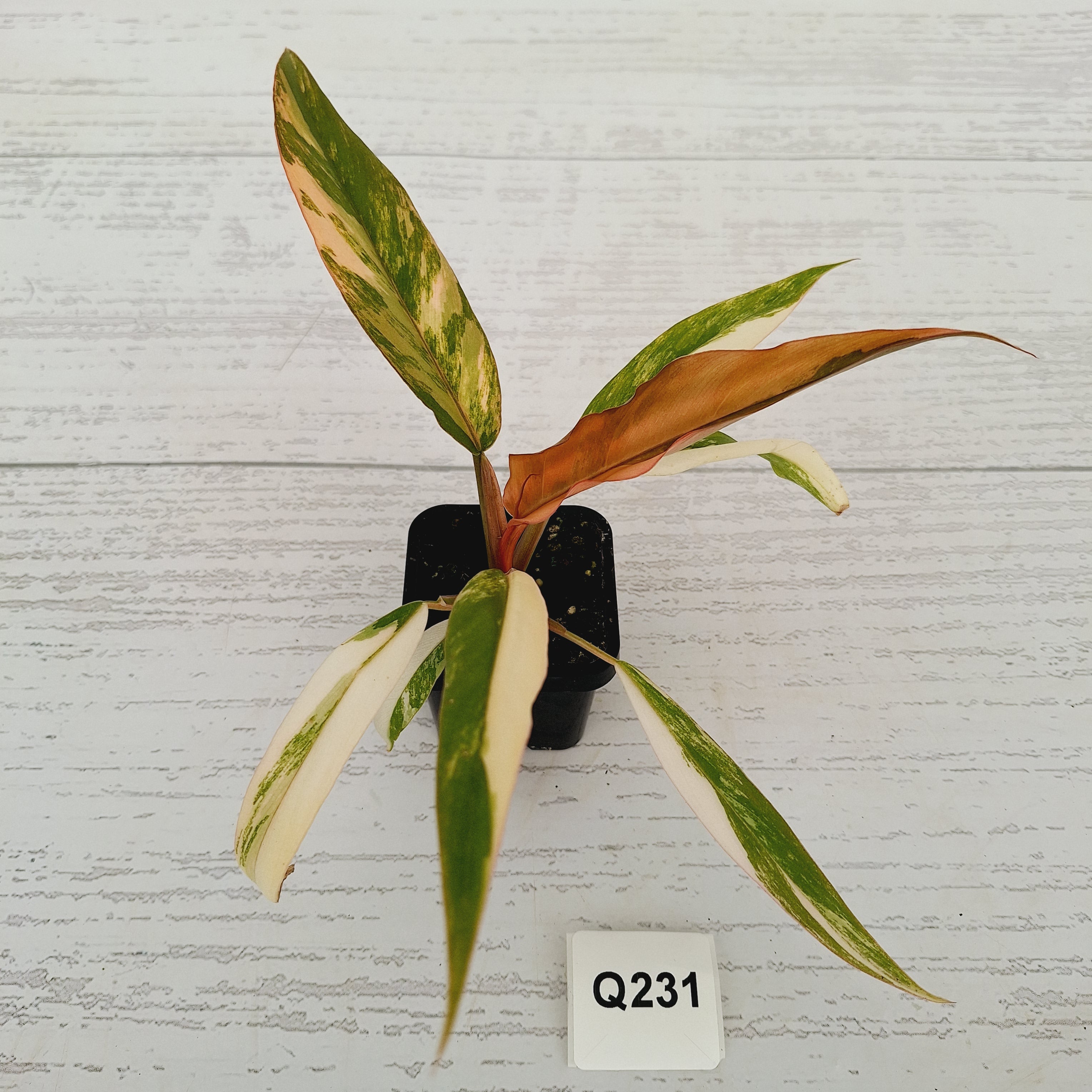 Philodendron serratum Caramel Marble