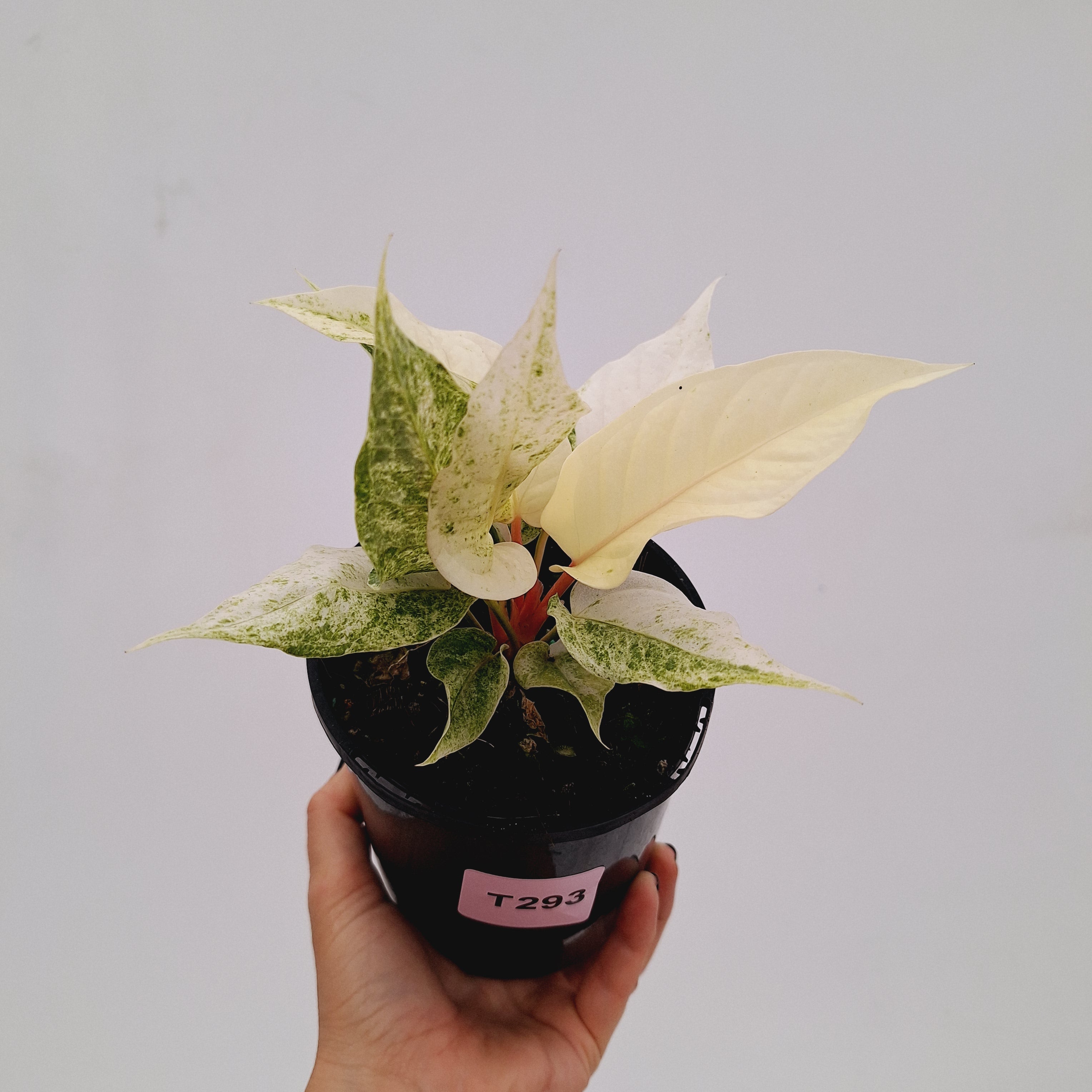 Anthurium Hookeri NOID