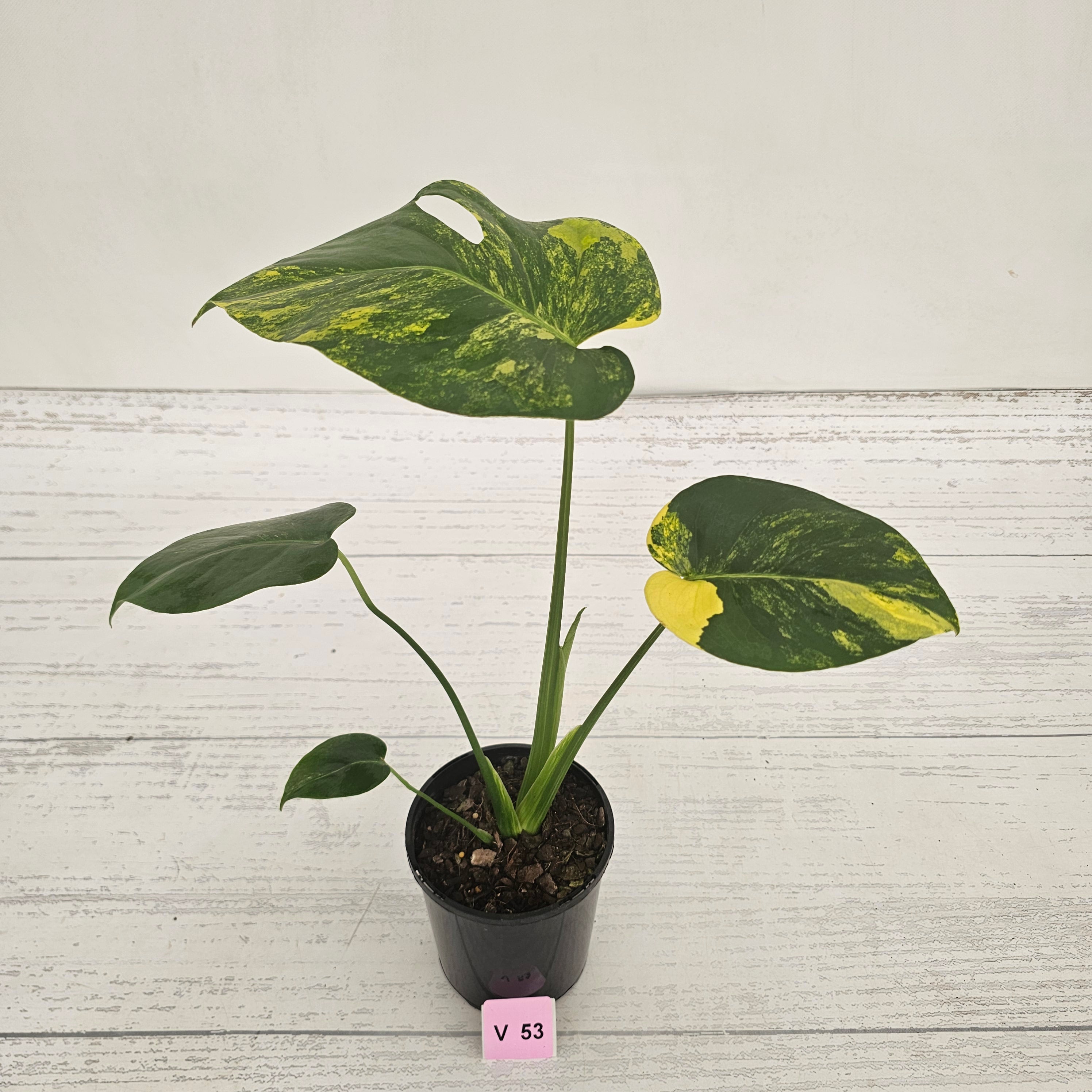 Monstera deliciosa Variegata