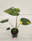 Monstera deliciosa Variegata