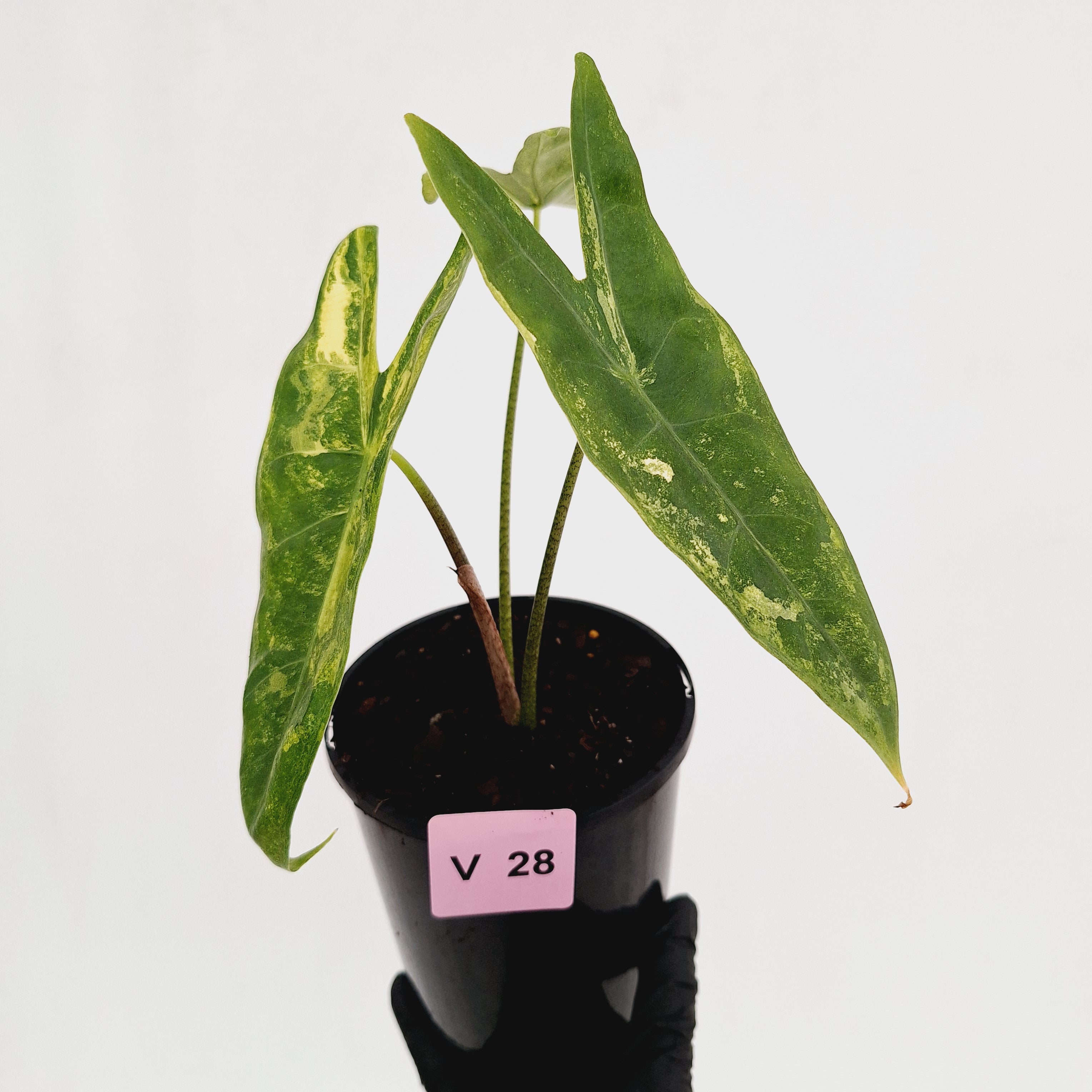 Alocasia  no ID
