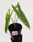Alocasia  no ID