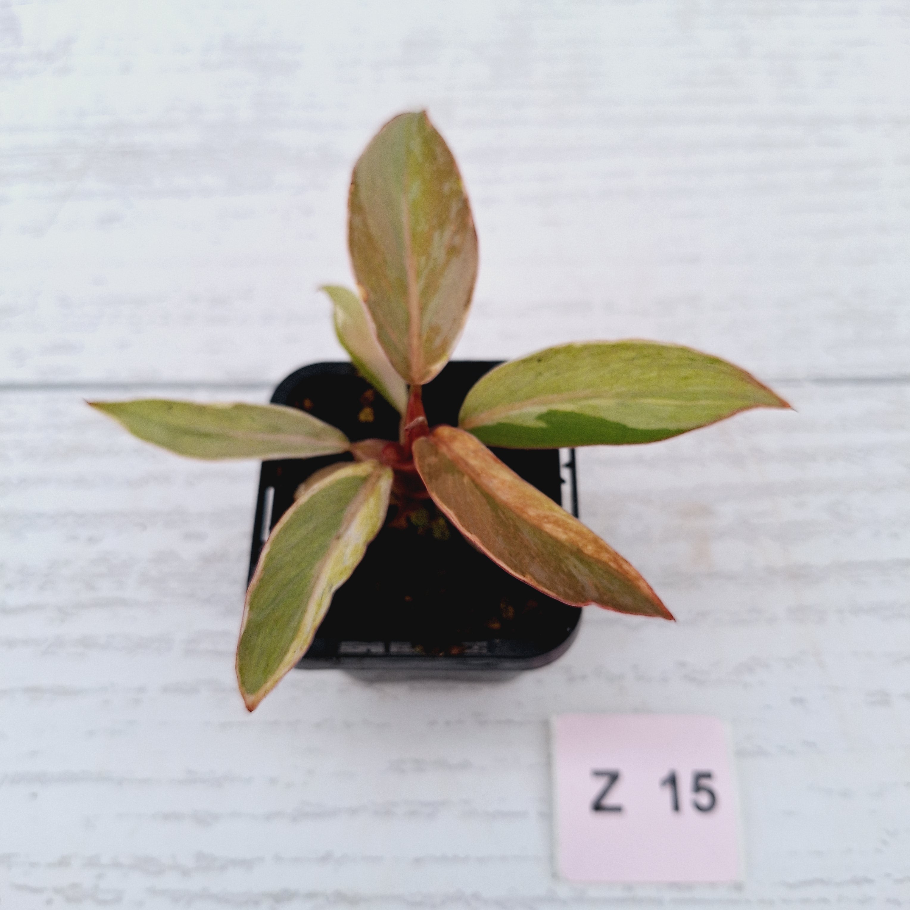 Philodendron &#39;Orange Princess&#39;