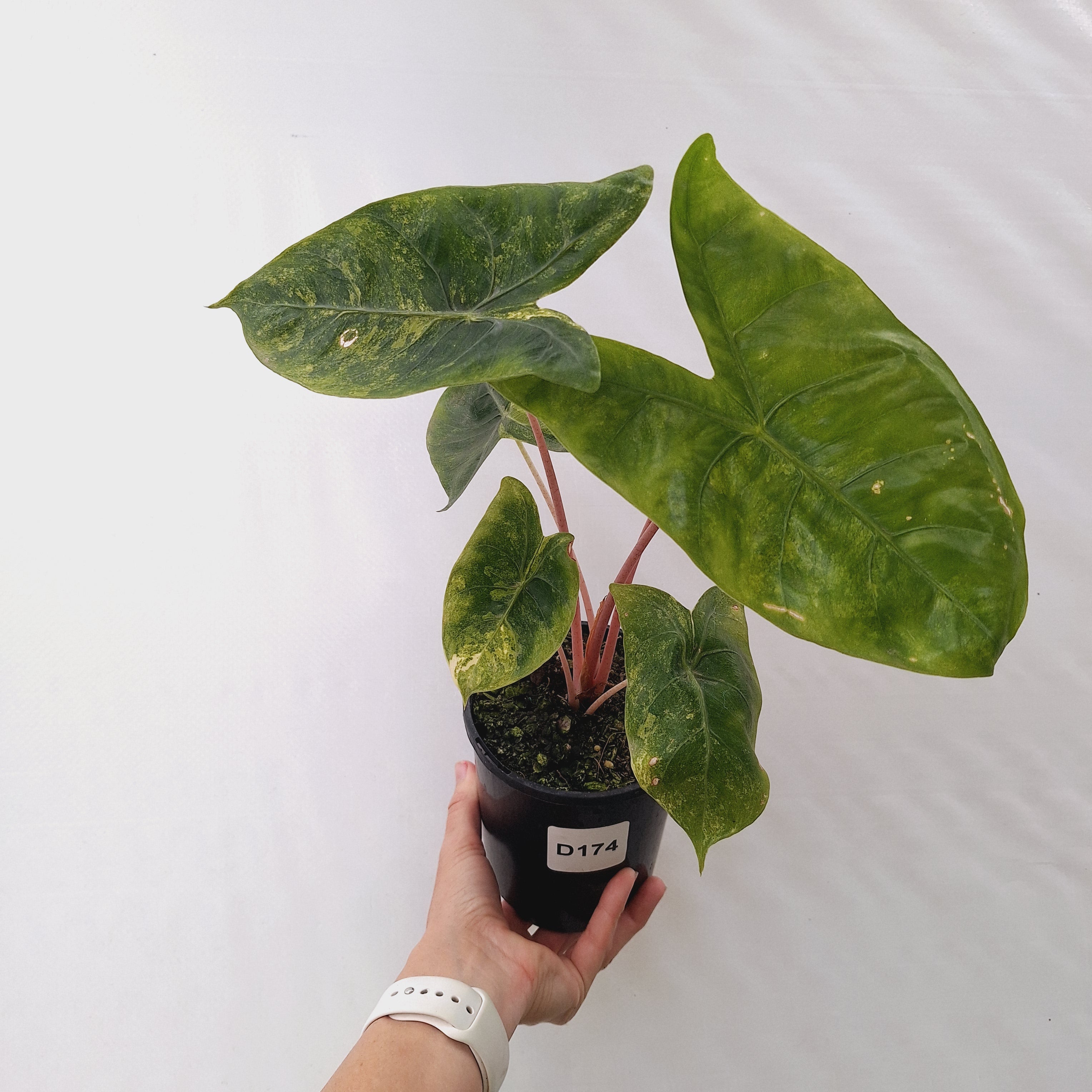 Alocasia 'Morocco' Variegated - SALE