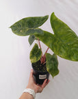Alocasia 'Morocco' Variegated - SALE