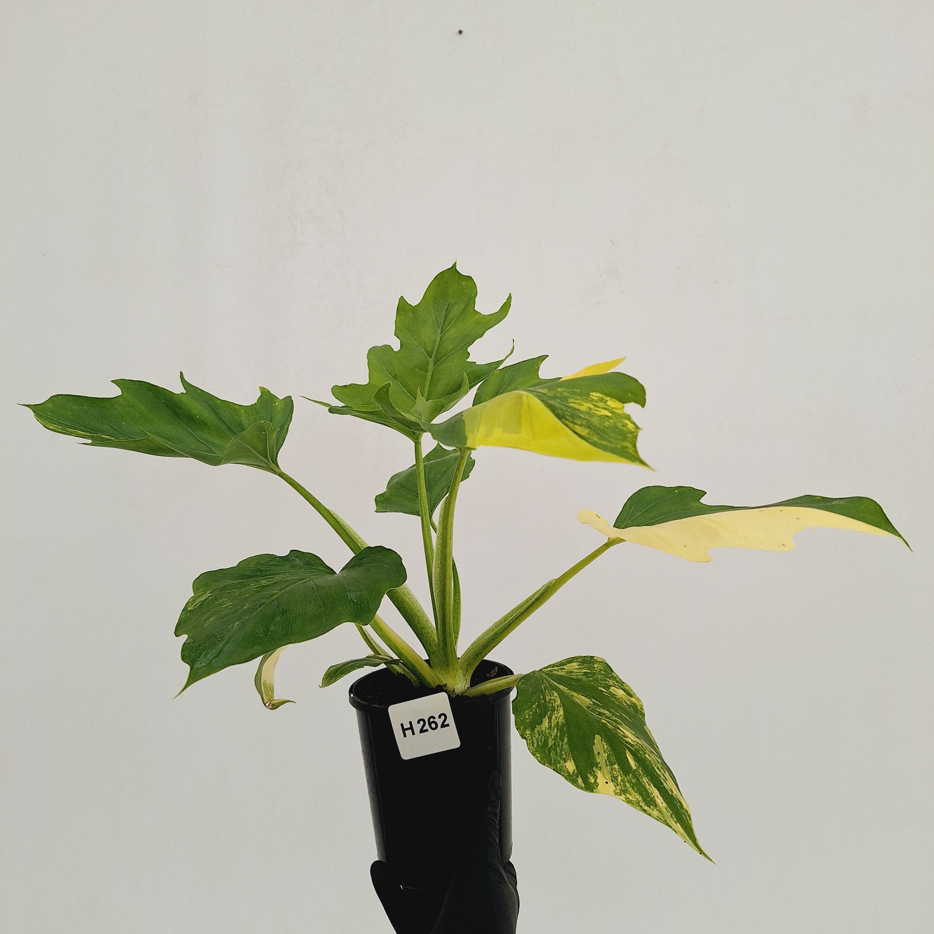 Philodendron warscewiczii Gold Variegata