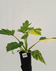 Philodendron warscewiczii Gold Variegata