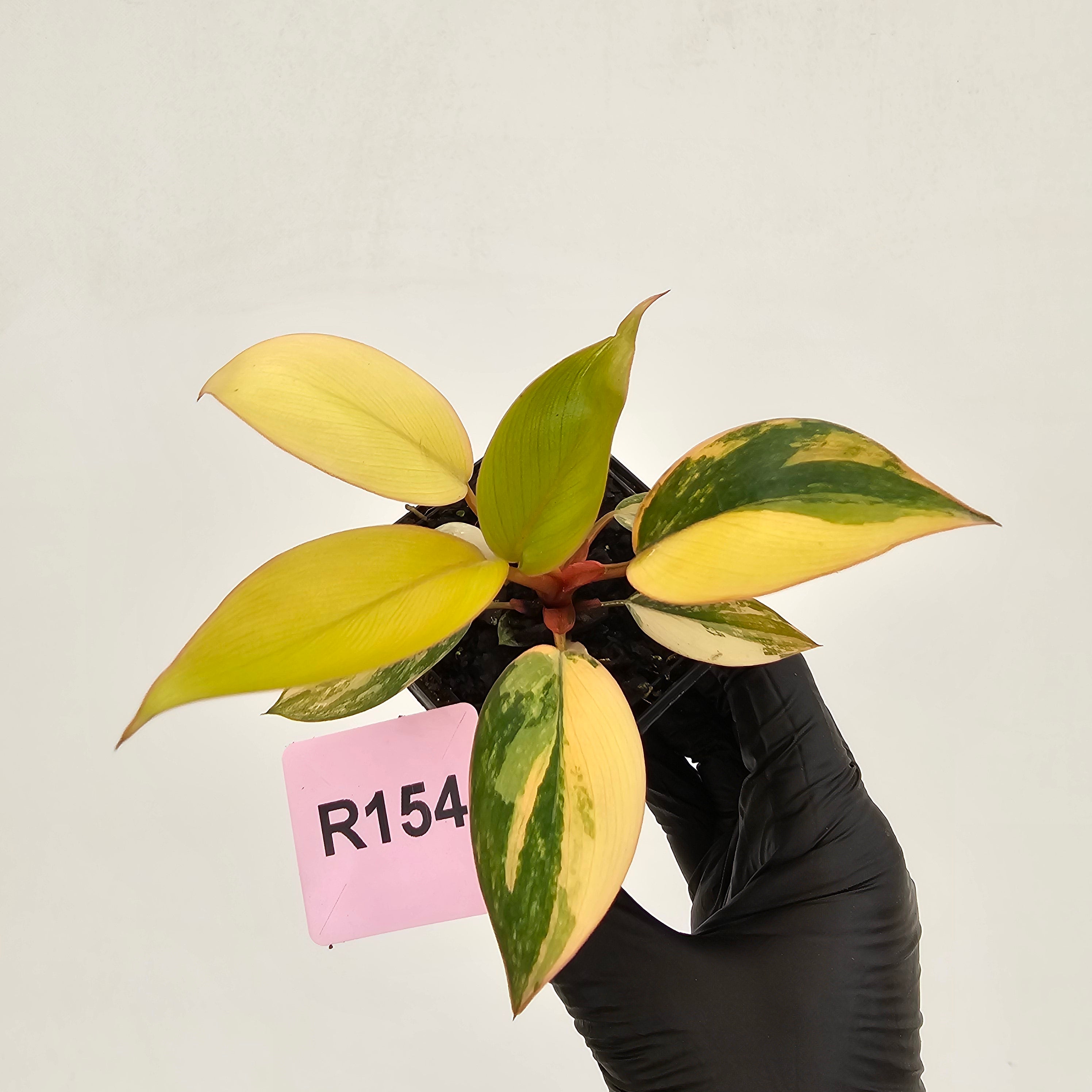 Philodendron 'Rojo Congo Variegated' 70mm