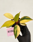 Philodendron 'Rojo Congo Variegated' 70mm