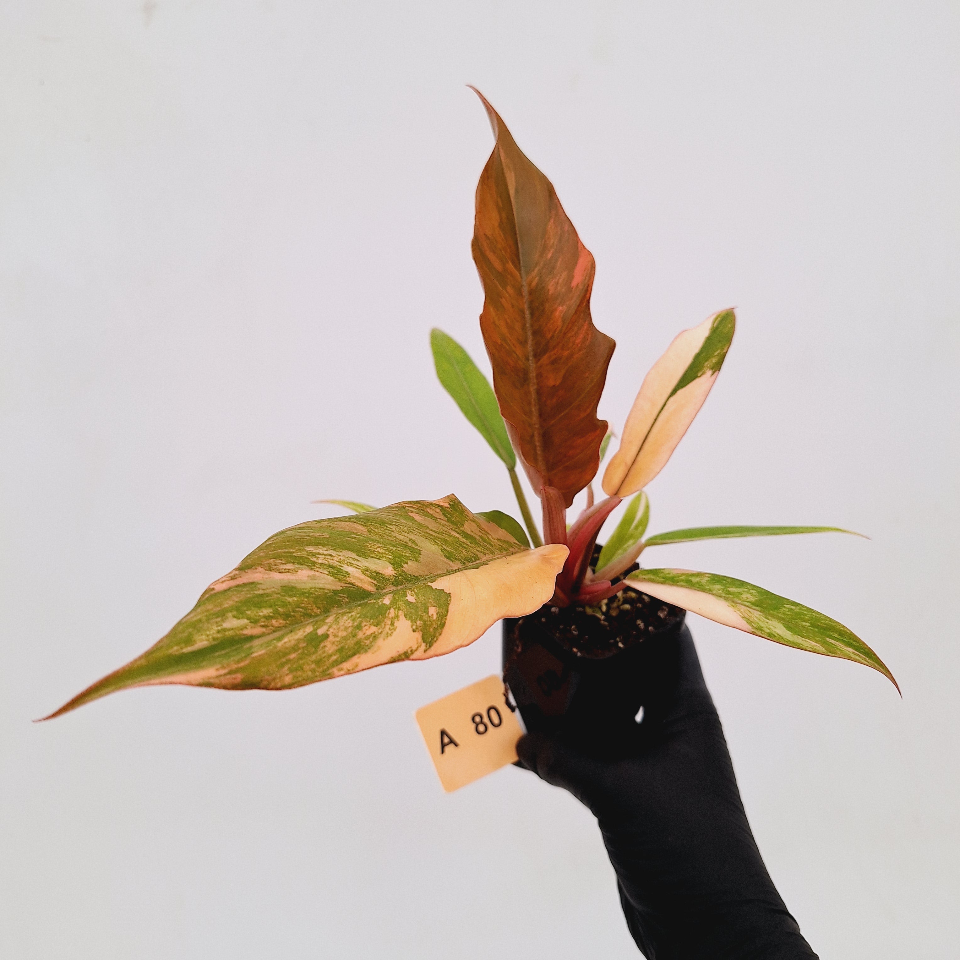 Philodendron serratum Caramel Marble