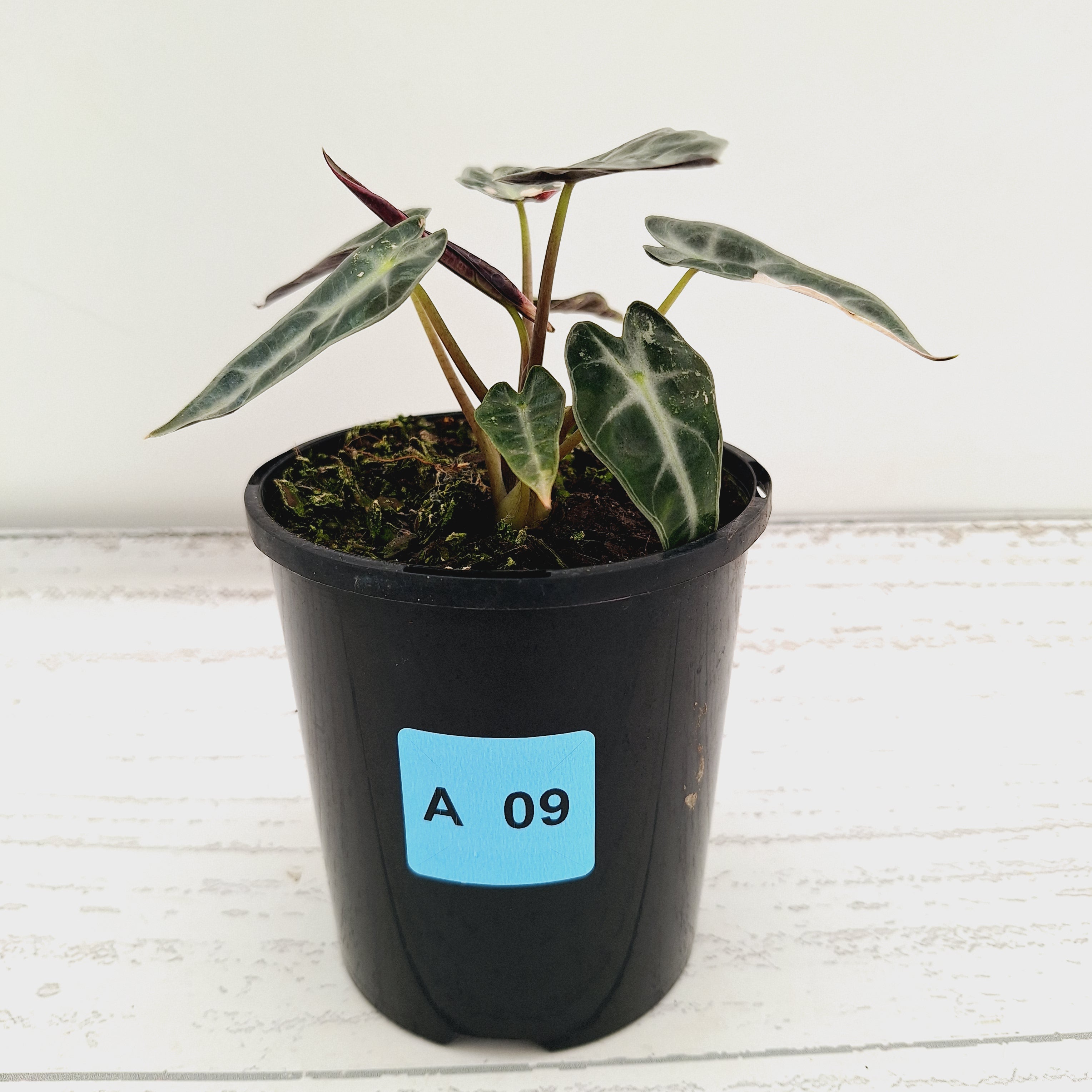 Alocasia Amazonica bambino Variegata
