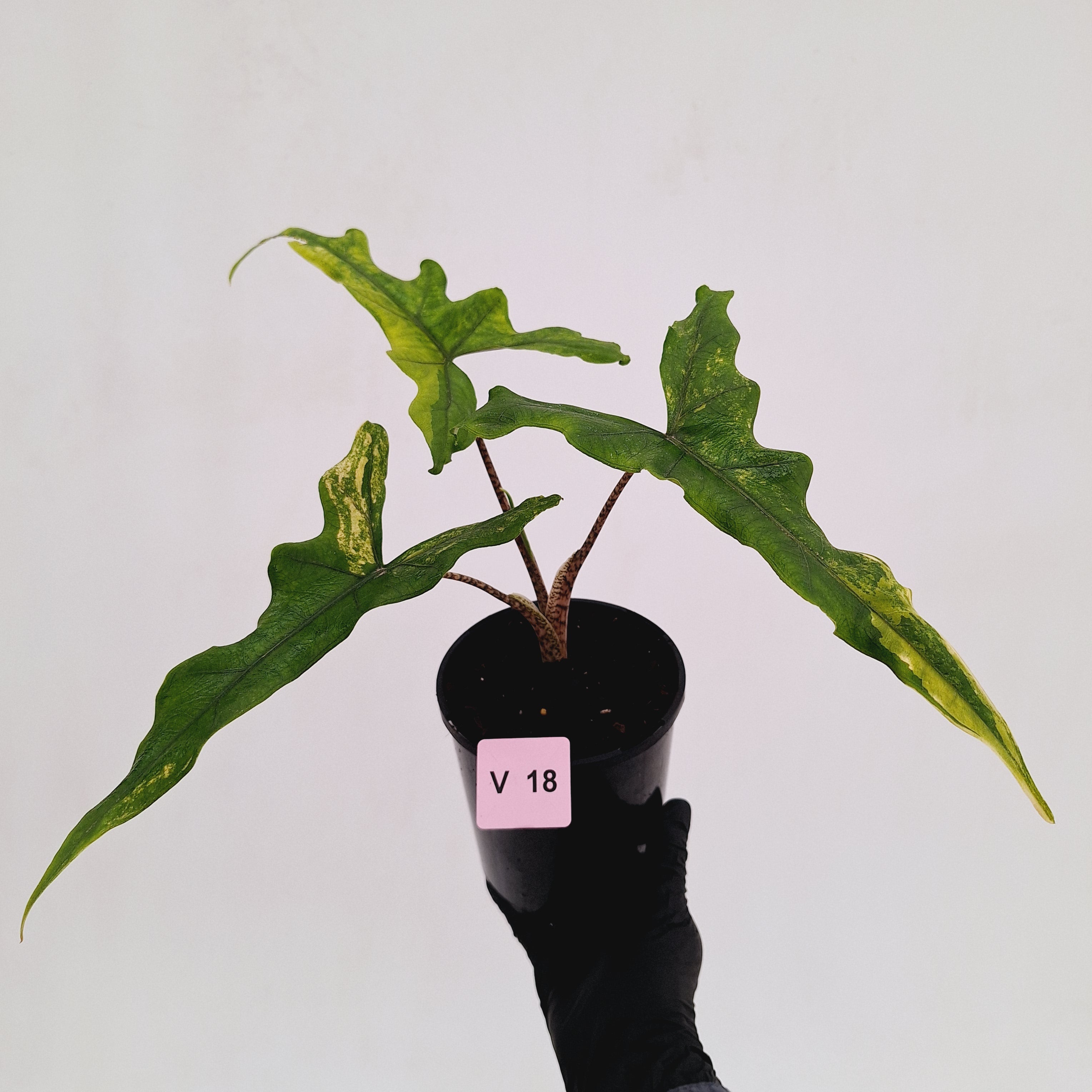 Alocasia sp. ‘Sabrina’ Aurea