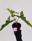 Alocasia sp. ‘Sabrina’ Aurea